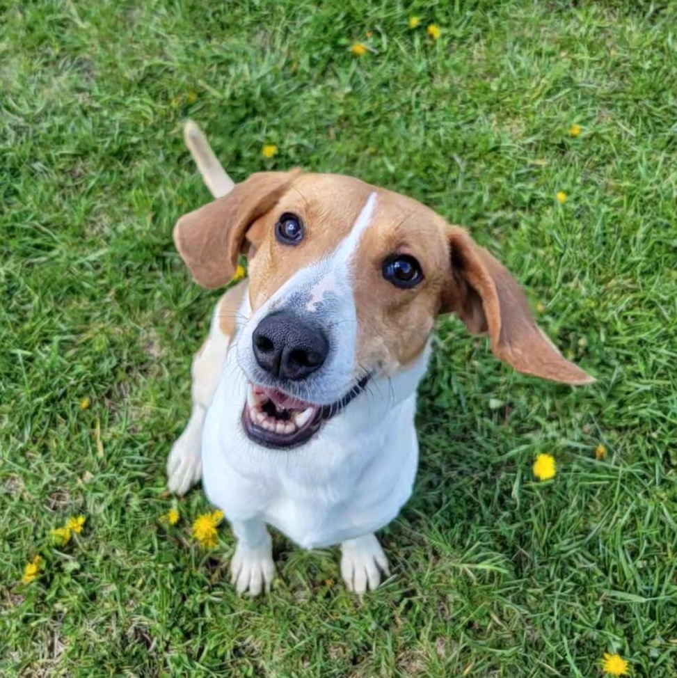 Oracle, a ADOPTABLE Mixed Breed in Cooperstown, NY image 4/5