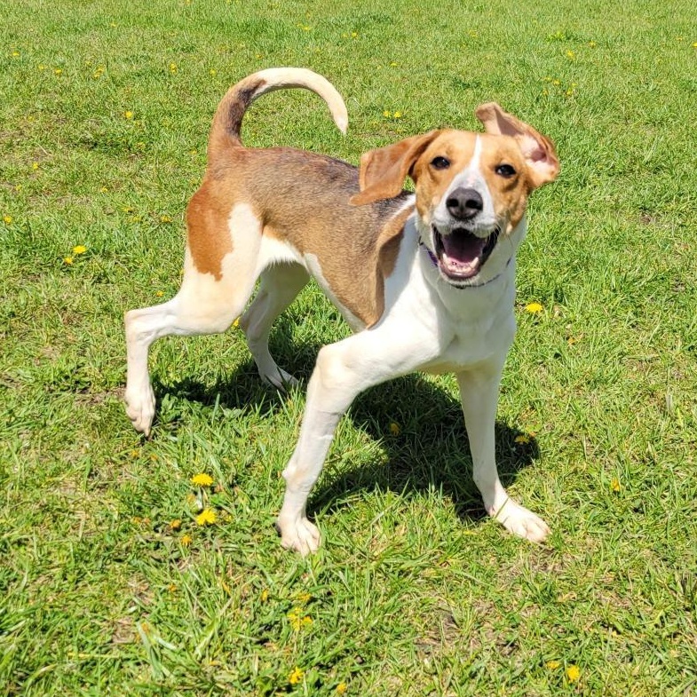 Oracle, a ADOPTABLE Mixed Breed in Cooperstown, NY image 2/5