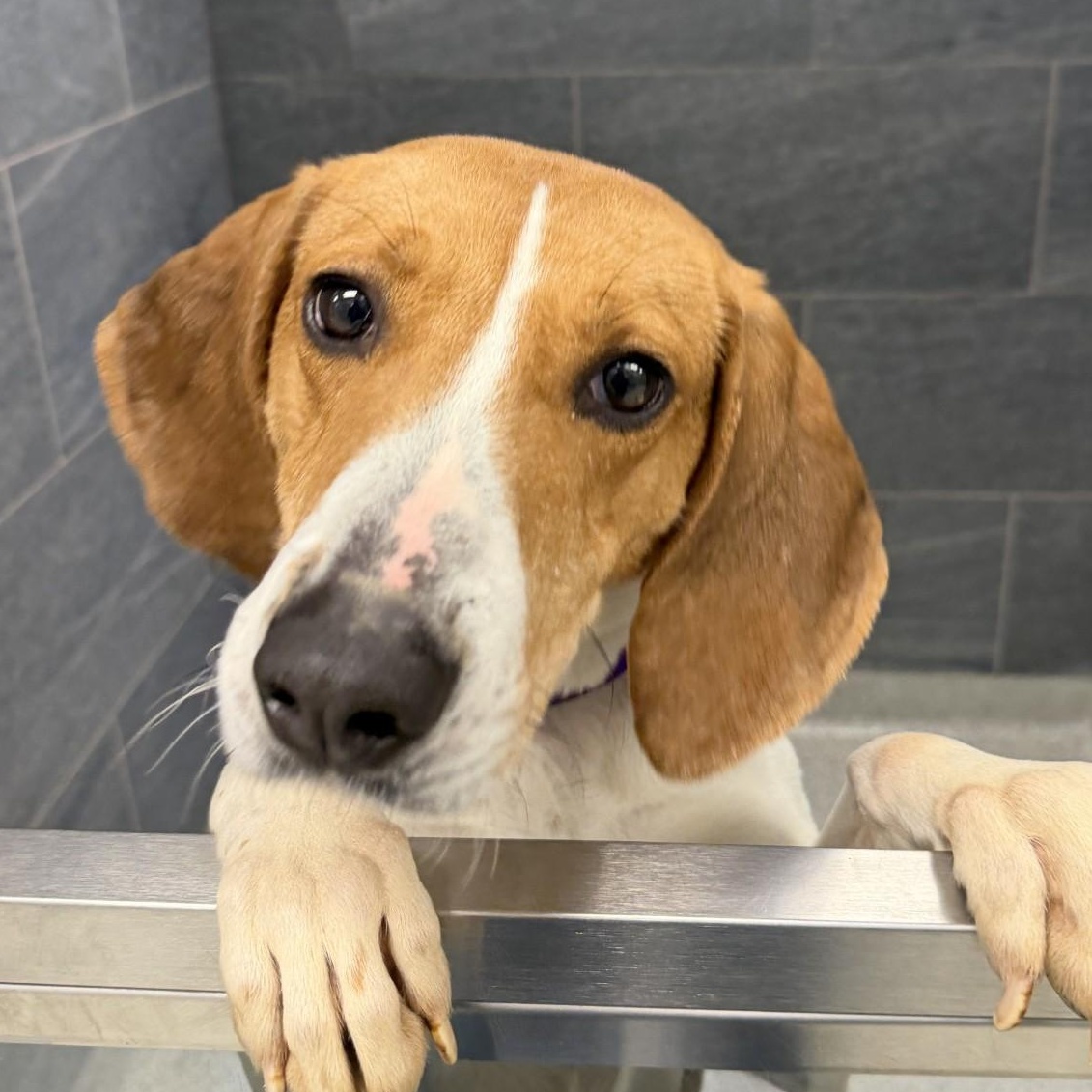 Oracle, a ADOPTABLE Mixed Breed in Cooperstown, NY image 3/5