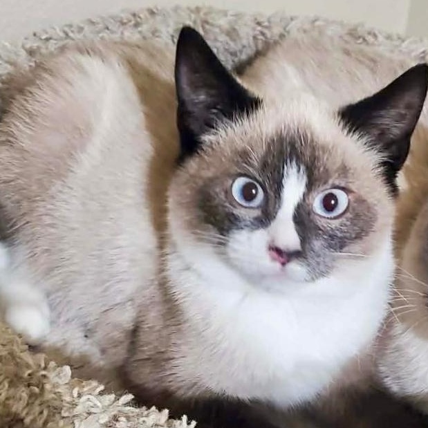 Yuki, ADOPTABLE, Kitten Male Domestic Short Hair & Siamese.
