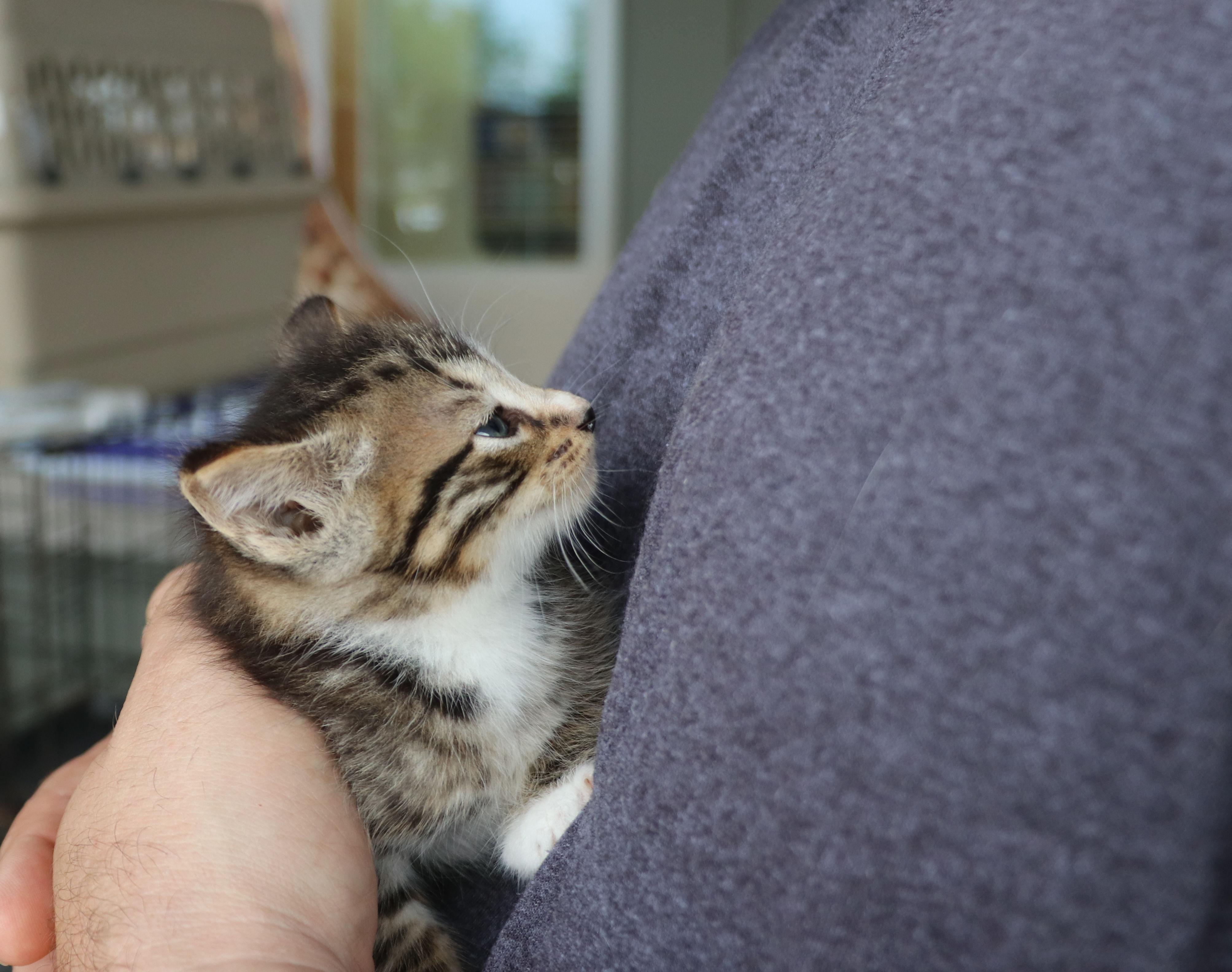 Parrish, an adopted Domestic Short Hair in Pflugerville, TX image 2/5