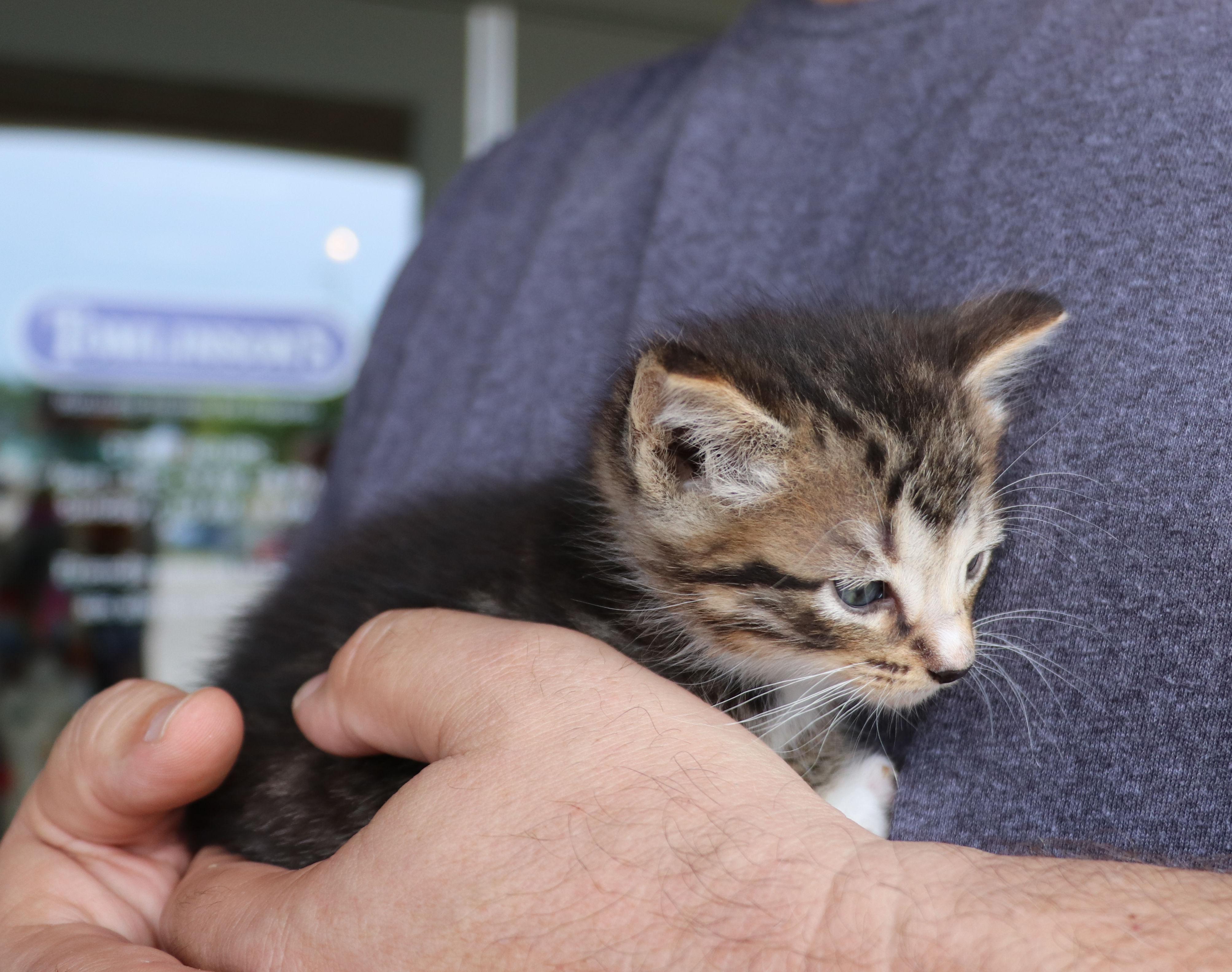 Parrish, an adopted Domestic Short Hair in Pflugerville, TX image 4/5