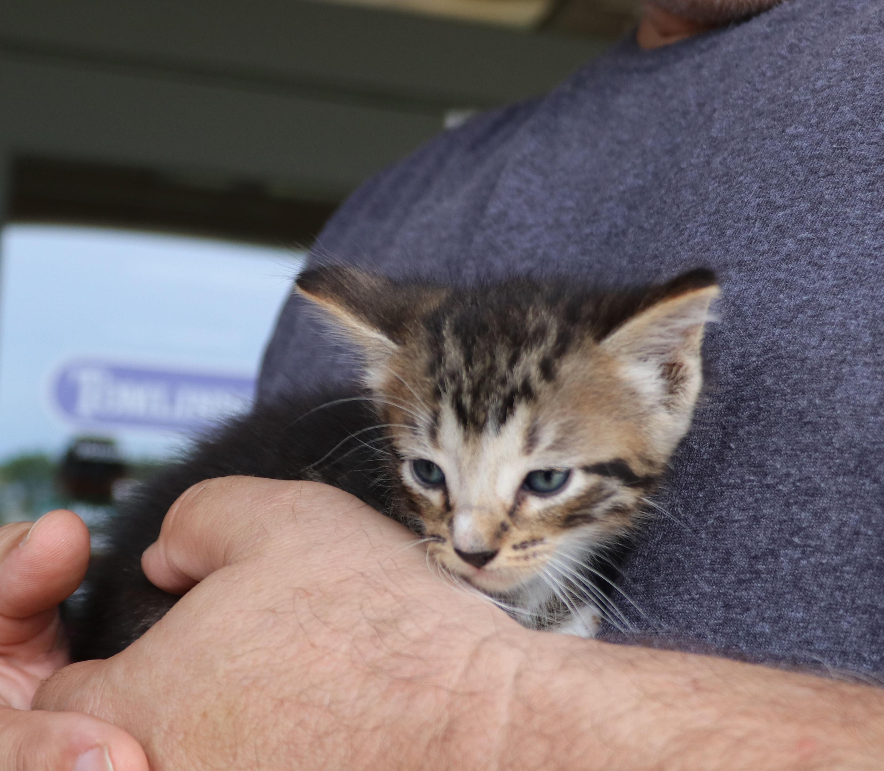 Parrish, adopted, Kitten Male Domestic Short Hair.