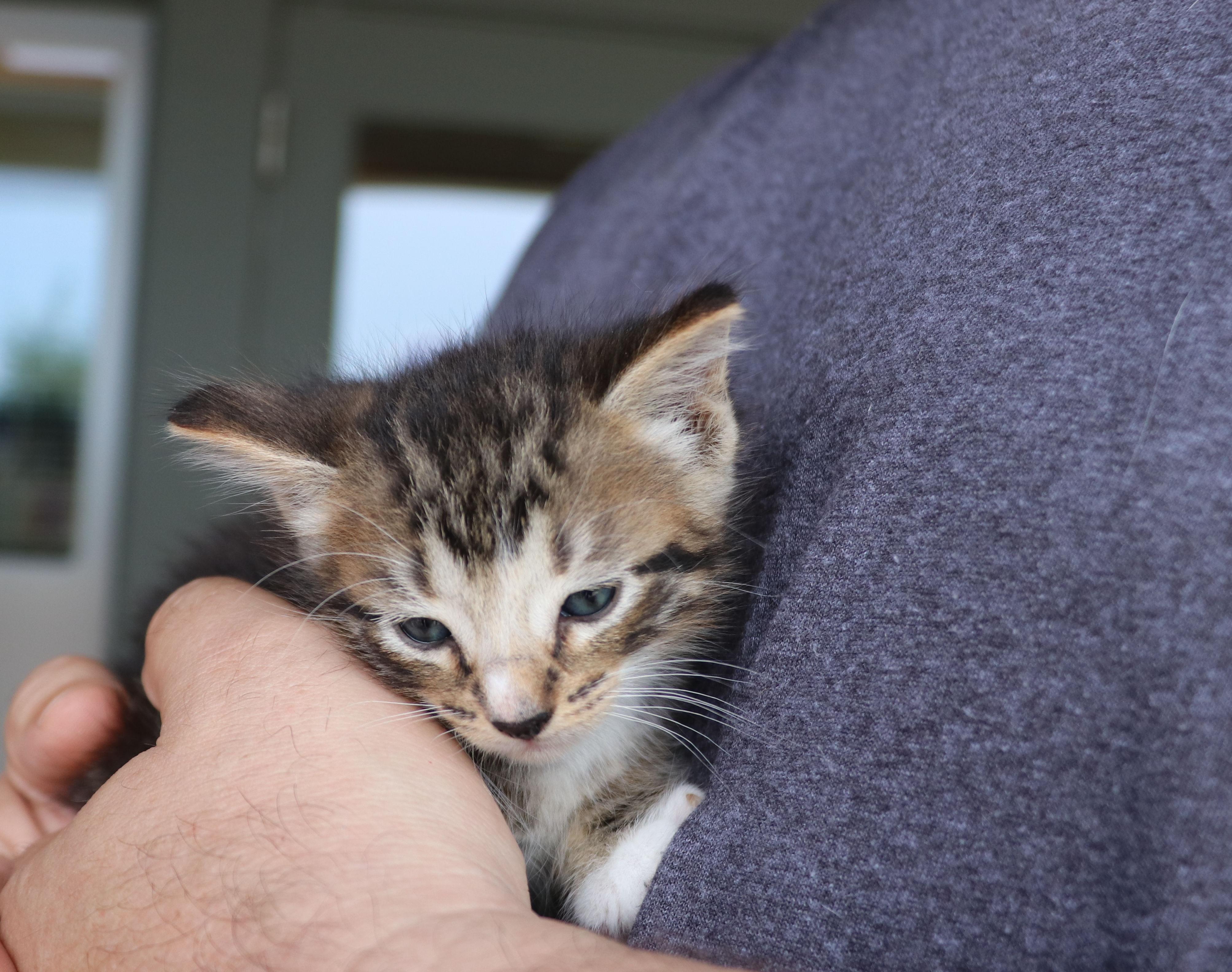 Parrish, an adopted Domestic Short Hair in Pflugerville, TX image 5/5