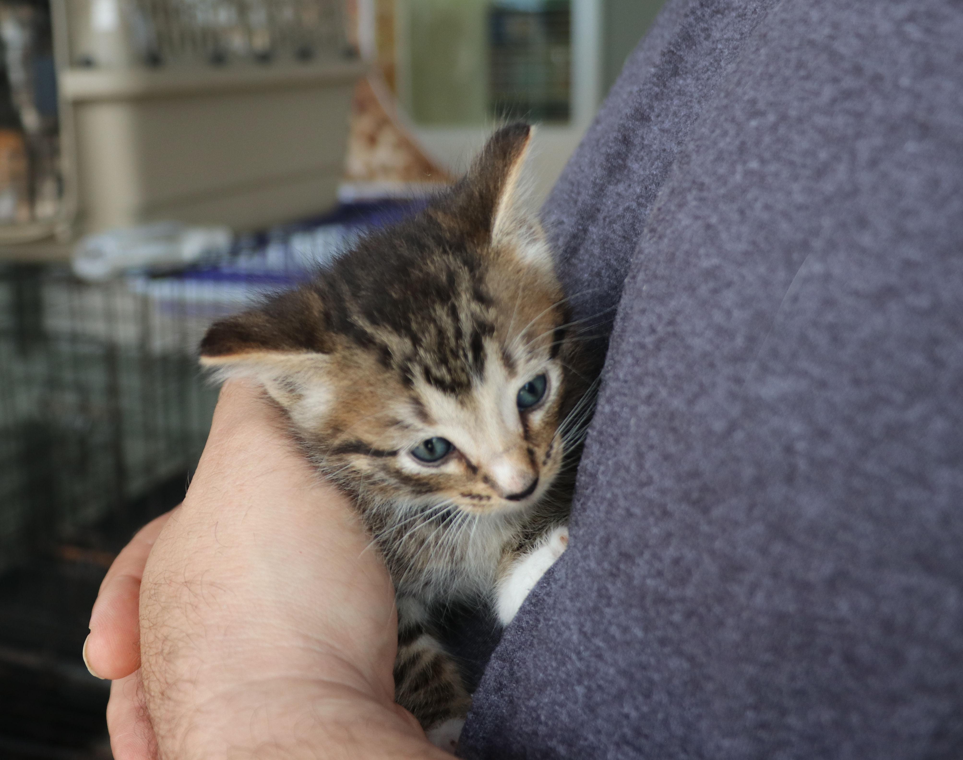 Parrish, an adopted Domestic Short Hair in Pflugerville, TX image 3/5