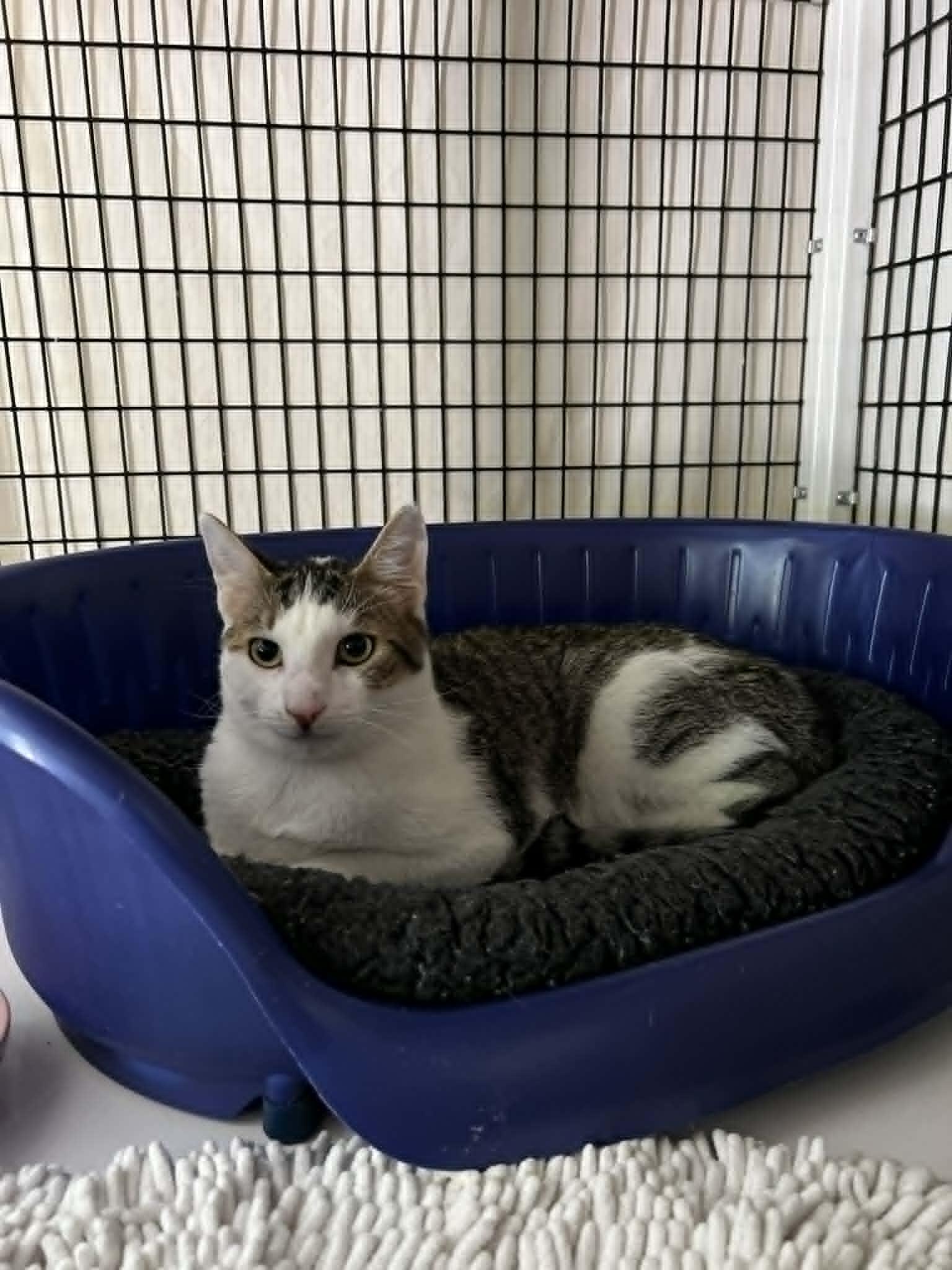 Milano, ADOPTABLE, Kitten Male Domestic Short Hair.