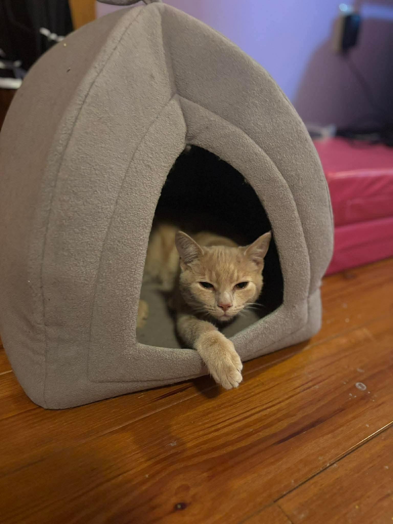 Enlarge Malaki, a Adoptable Domestic Short Hair in Sicklerville , NJ image 1/3