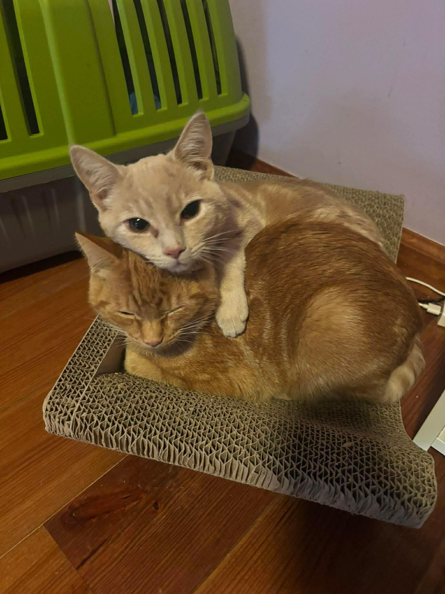 Enlarge Malaki, a Adoptable Domestic Short Hair in Sicklerville , NJ image 2/3