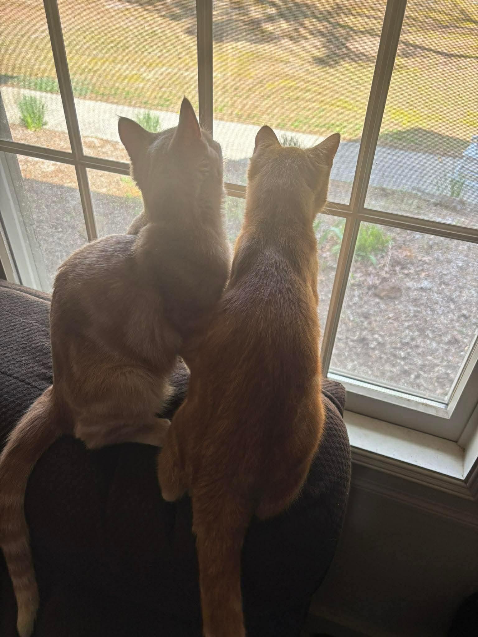 Enlarge Malaki, a Adoptable Domestic Short Hair in Sicklerville , NJ image 3/3