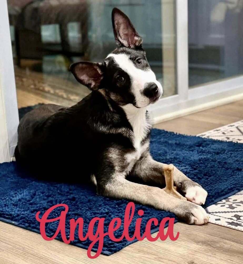 .Angelica located in NC