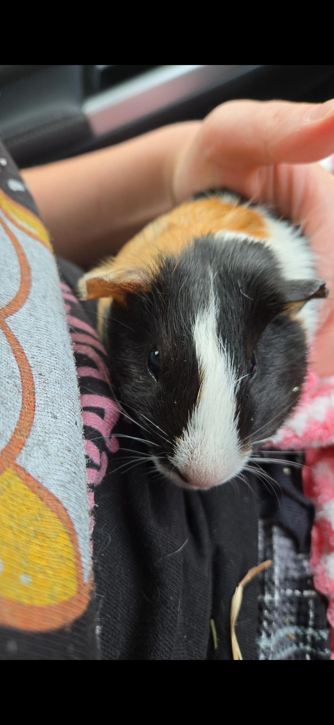 Fifi, Adoptable, Young Female Guinea Pig.