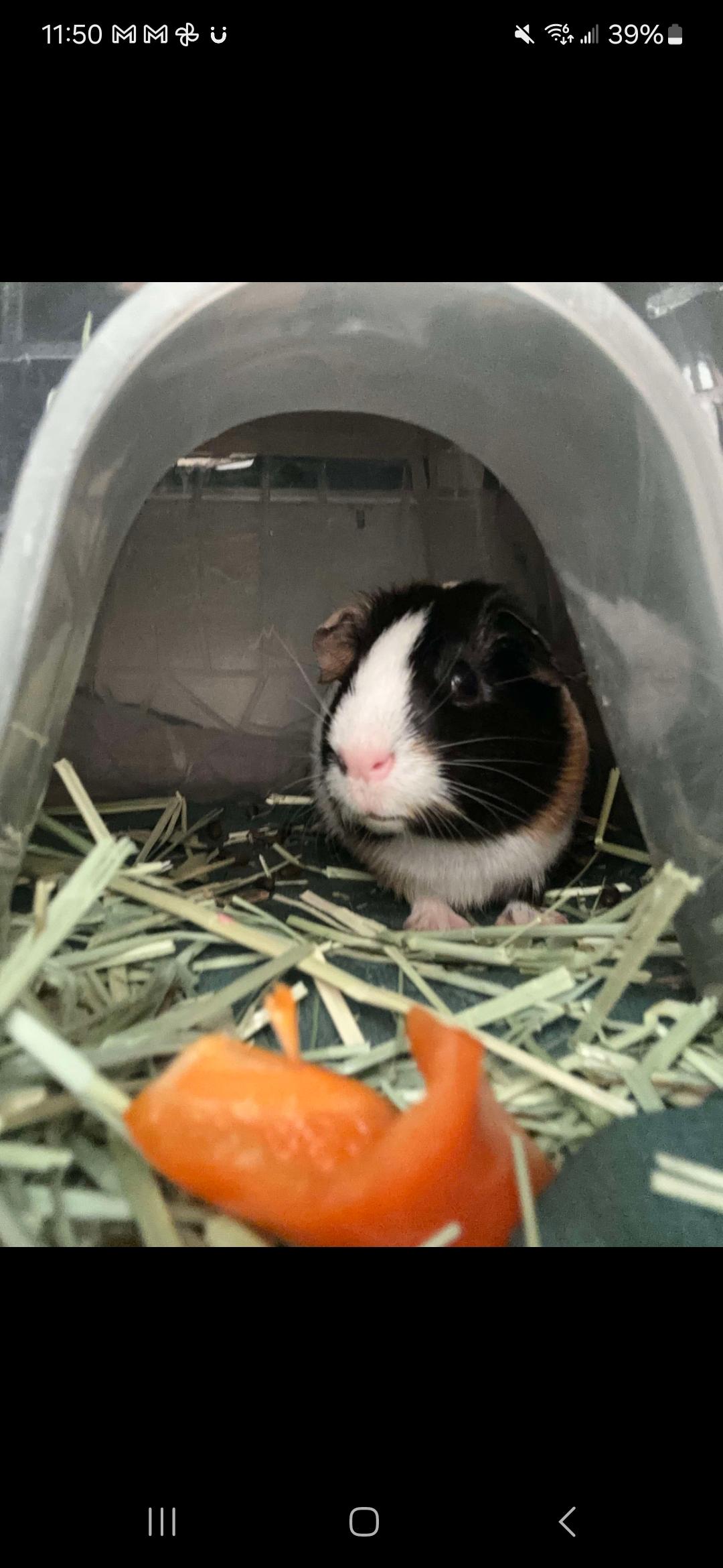 Enlarge Fifi, a Adoptable Guinea Pig in Santa Clarita, CA image 2/2