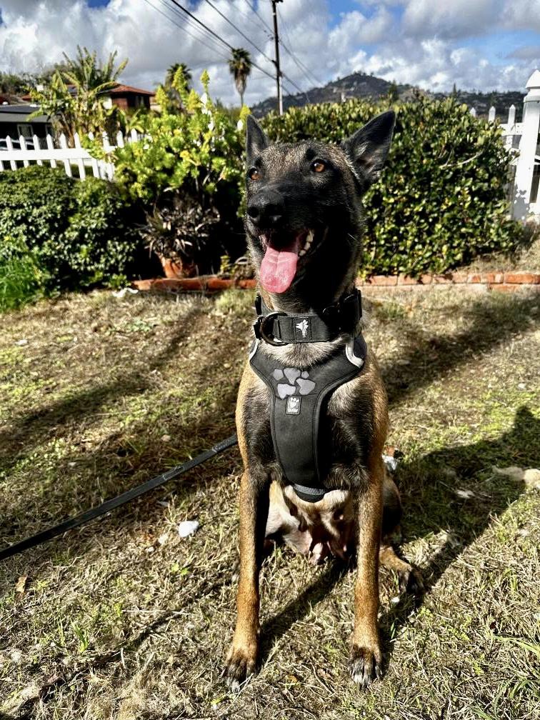 Enlarge Breckenridge, a Adoptable Belgian Shepherd / Malinois in San Diego, CA image 2/4