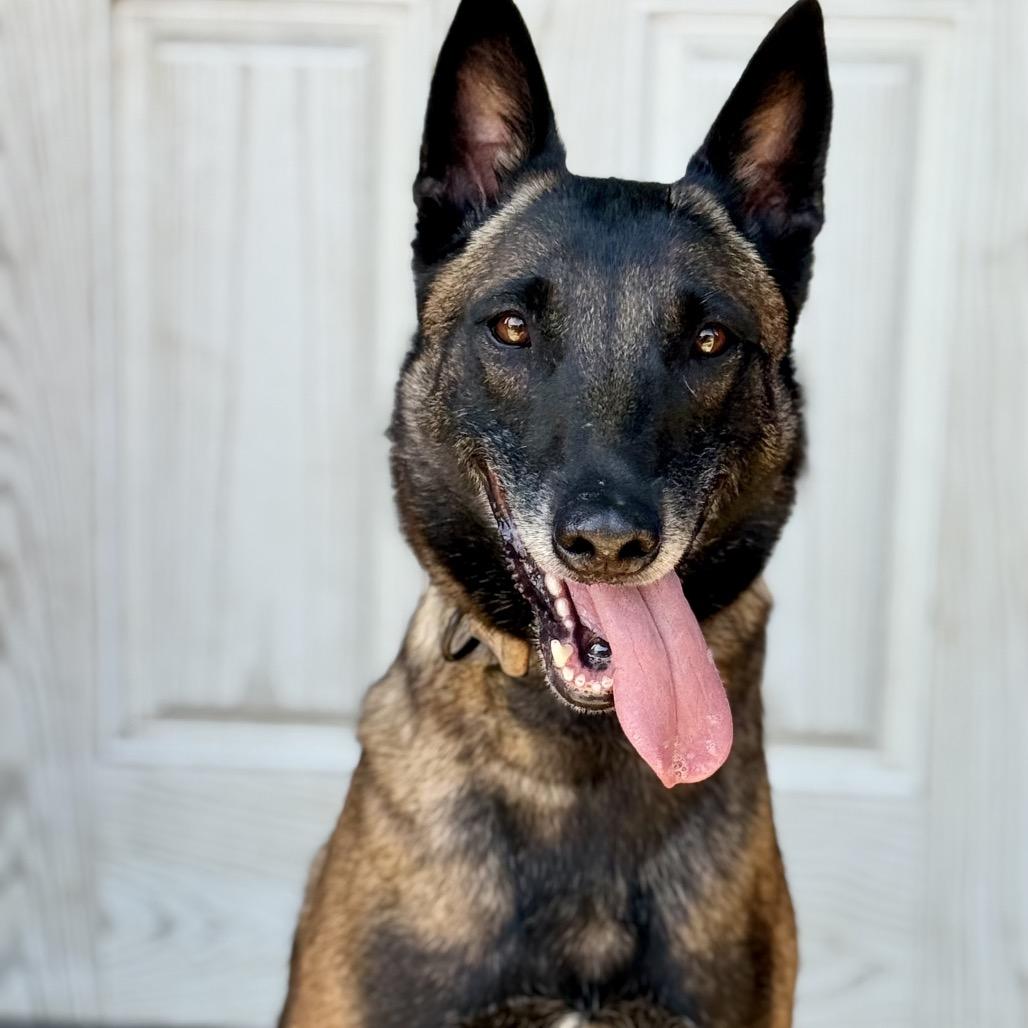 Enlarge Breckenridge, a Adoptable Belgian Shepherd / Malinois in San Diego, CA image 2/6
