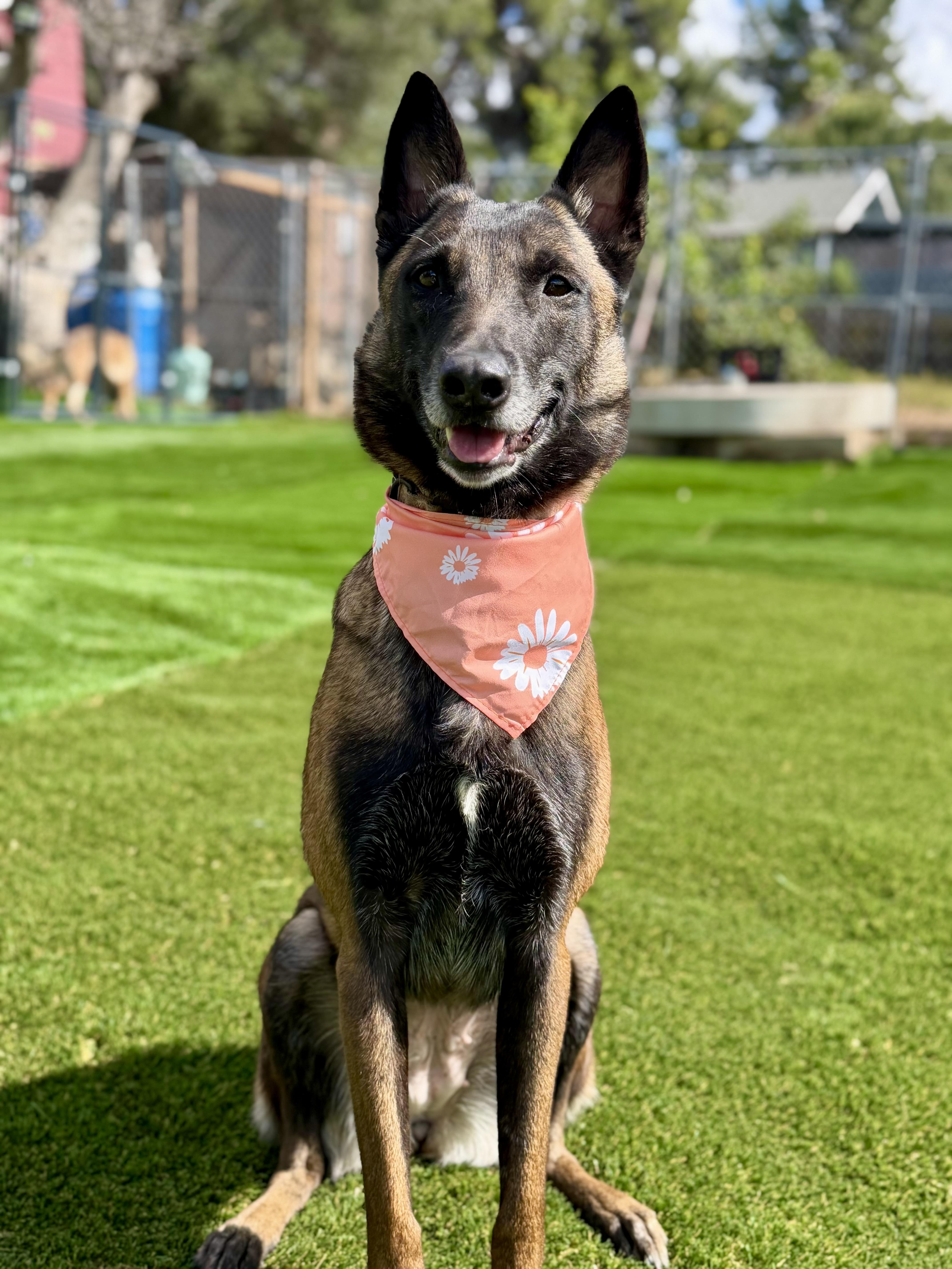 Breckenridge, Adoptable, Adult Female Belgian Shepherd / Malinois.