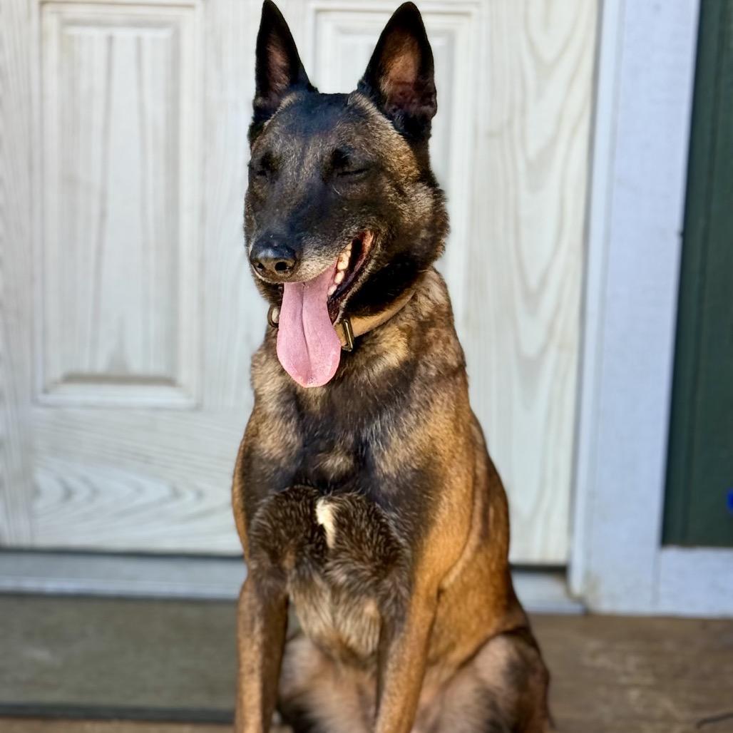 Breckenridge, Adoptable, Adult Female Belgian Shepherd / Malinois.