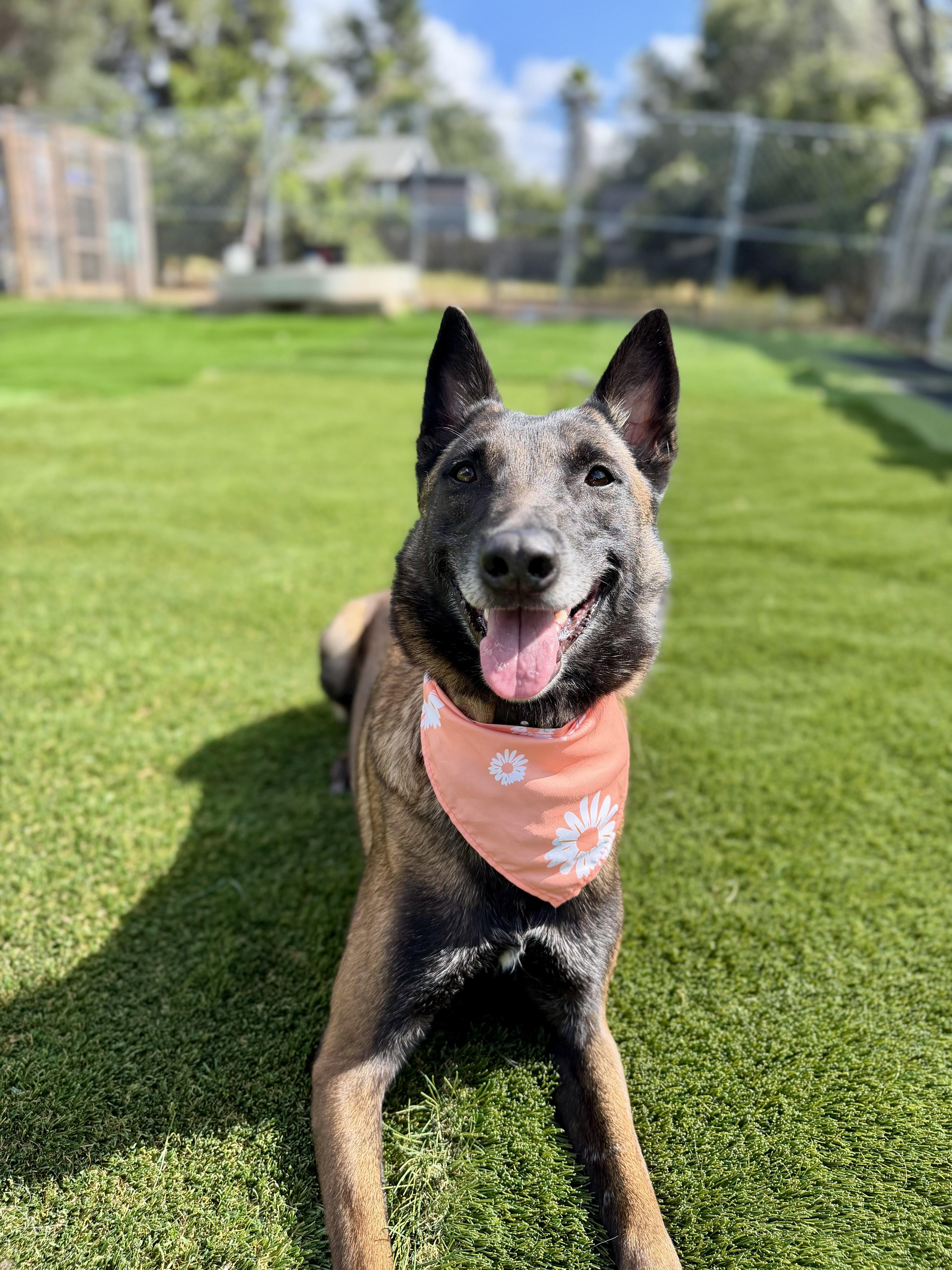 Enlarge Breckenridge, a Adoptable Belgian Shepherd / Malinois in San Diego, CA image 5/5