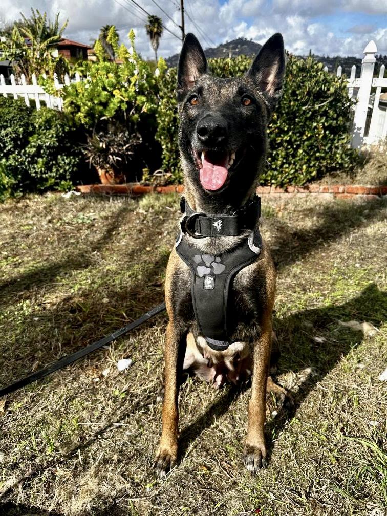Enlarge Breckenridge, a Adoptable Belgian Shepherd / Malinois in San Diego, CA image 4/4