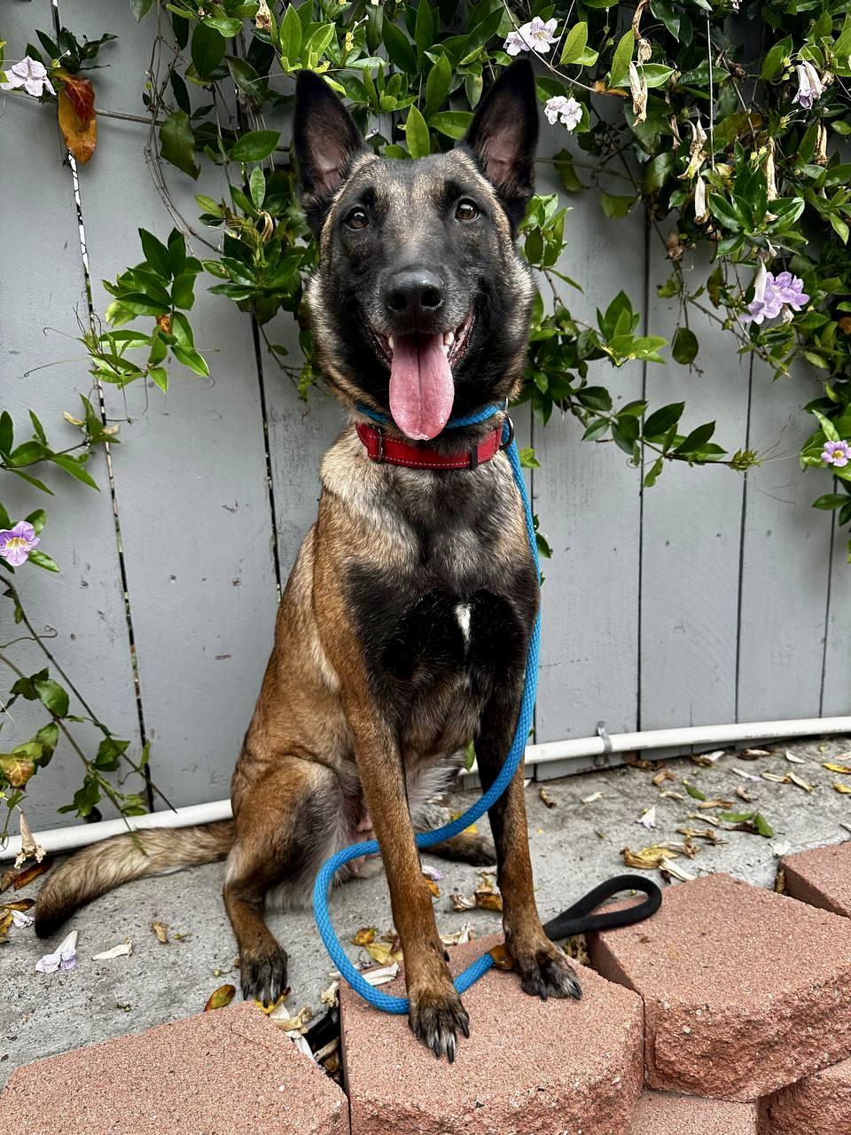 Enlarge Breckenridge, a Adoptable Belgian Shepherd / Malinois in San Diego, CA image 1/4
