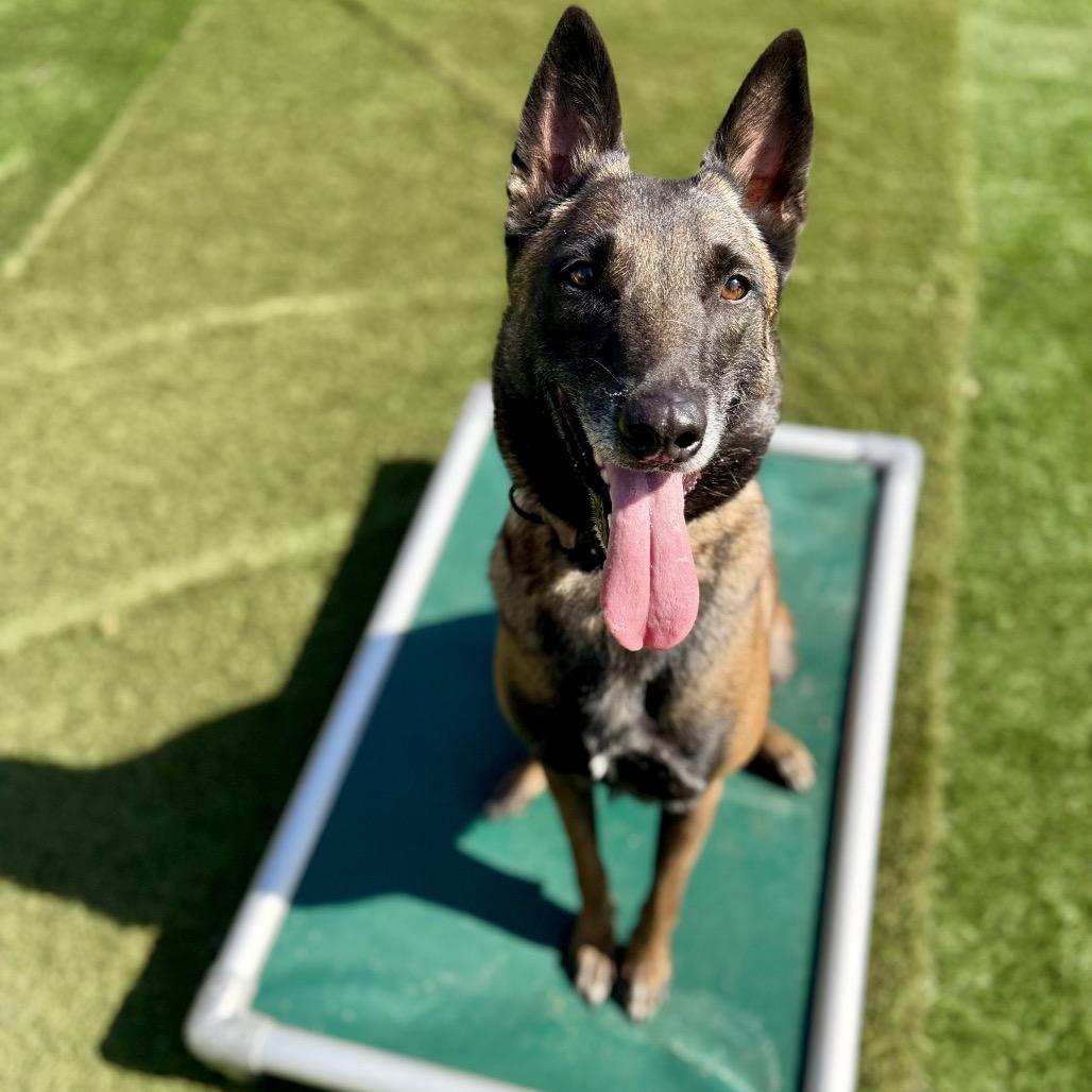 Enlarge Breckenridge, a Adoptable Belgian Shepherd / Malinois in San Diego, CA image 5/6