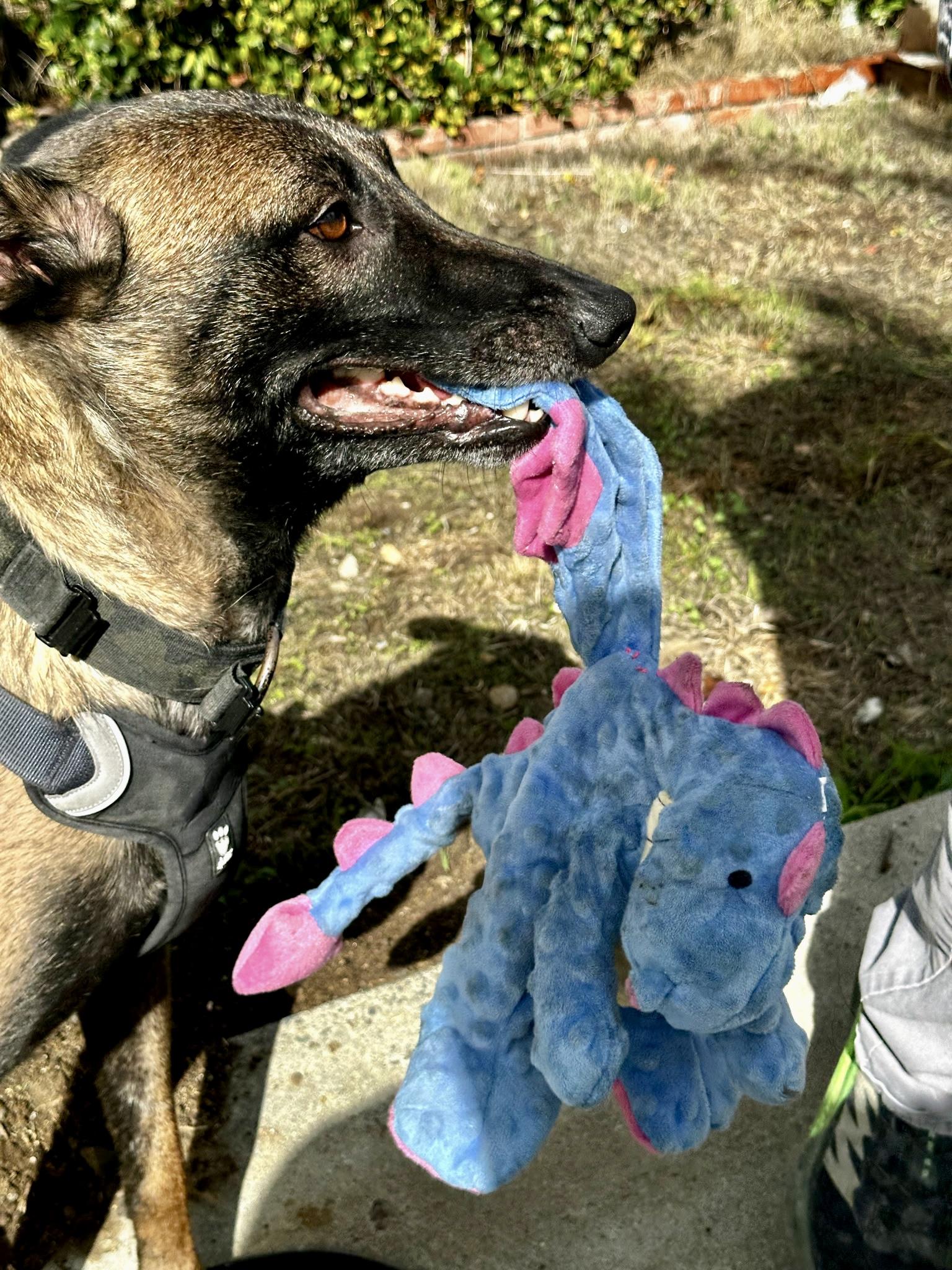 Enlarge Breckenridge, a Adoptable Belgian Shepherd / Malinois in San Diego, CA image 3/4