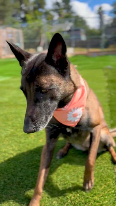 Enlarge Breckenridge, a Adoptable Belgian Shepherd / Malinois in San Diego, CA video 2/5