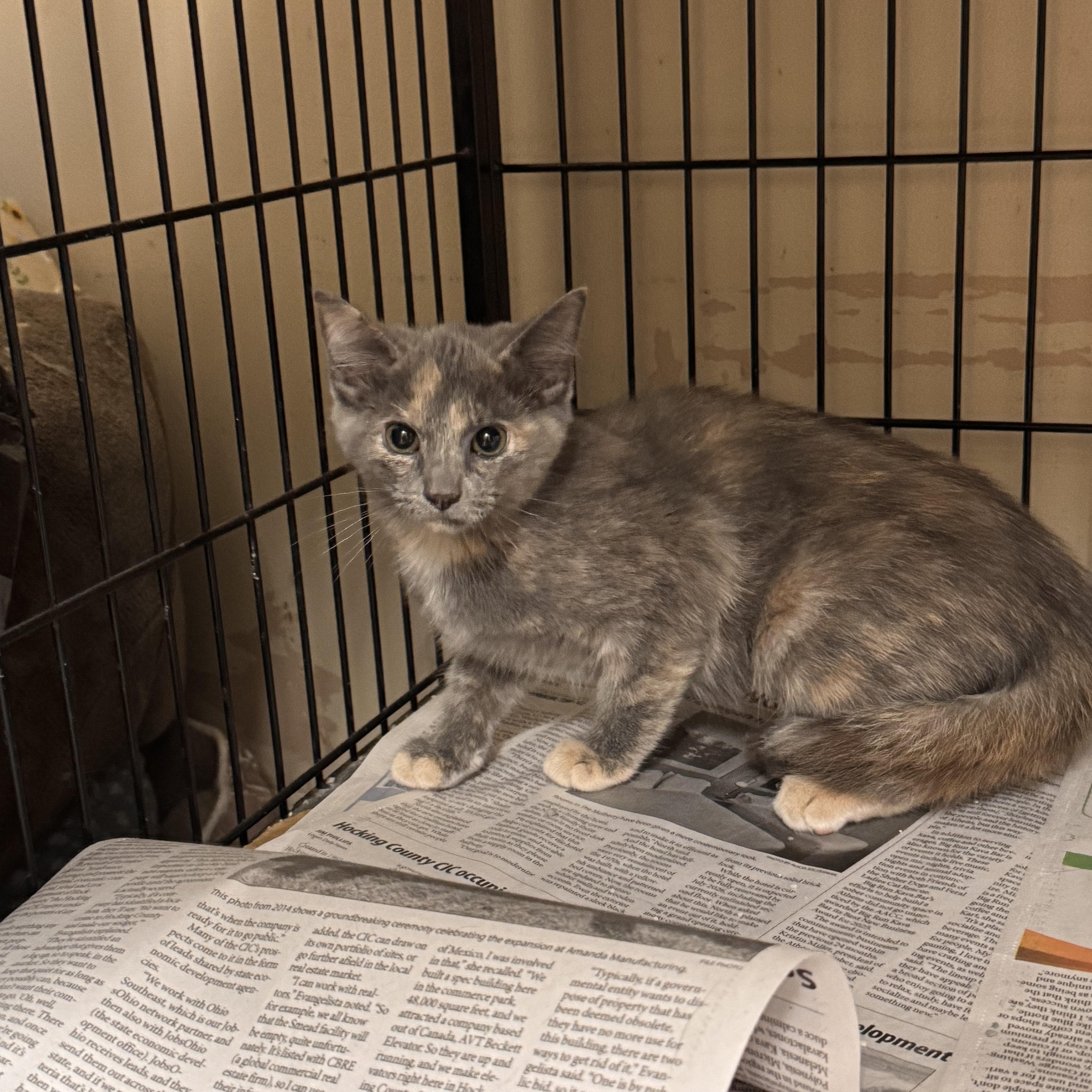 Enlarge Gia, a ADOPTABLE Domestic Short Hair in Logan, OH image 1/1