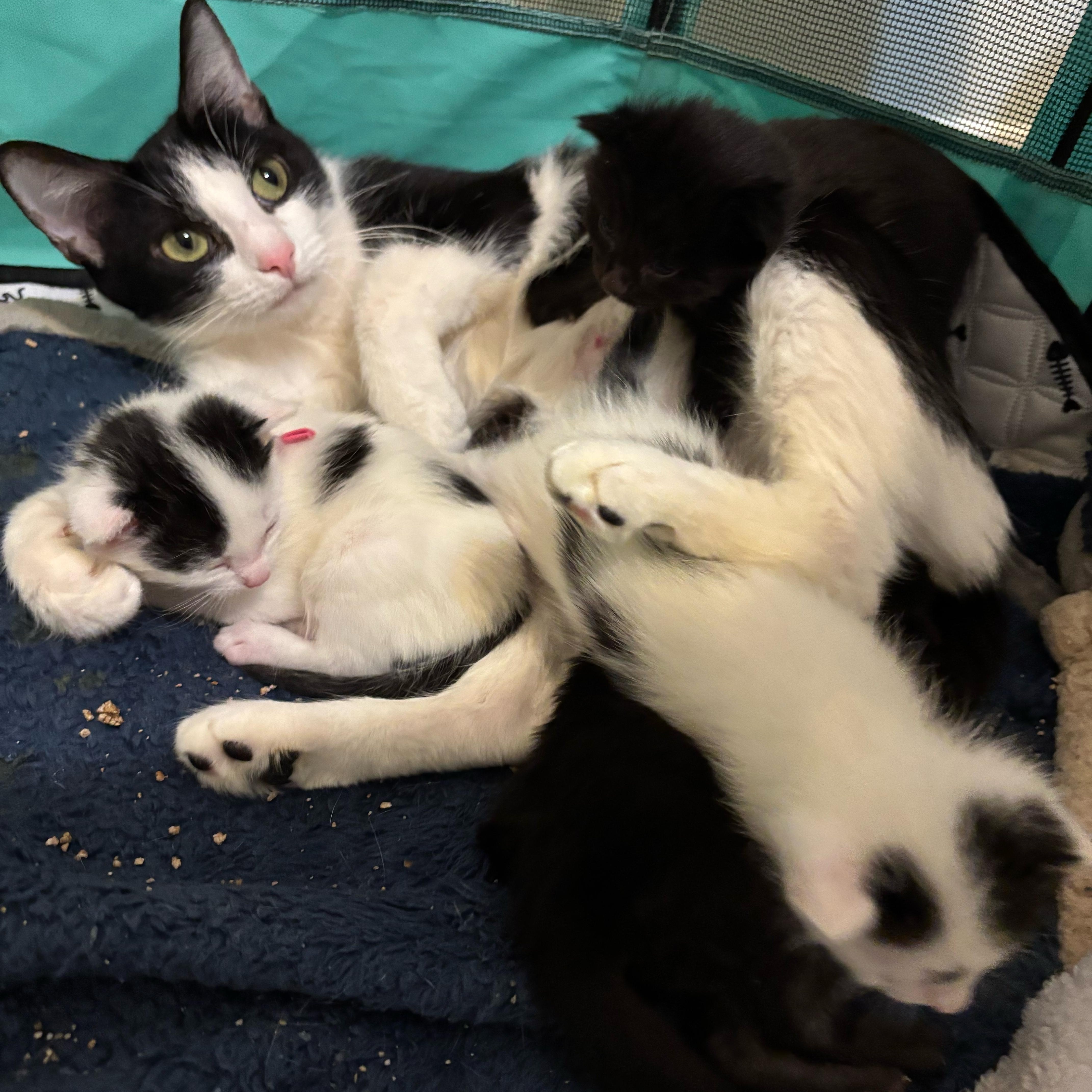 Jubilee-Ready for Loving Forever Home