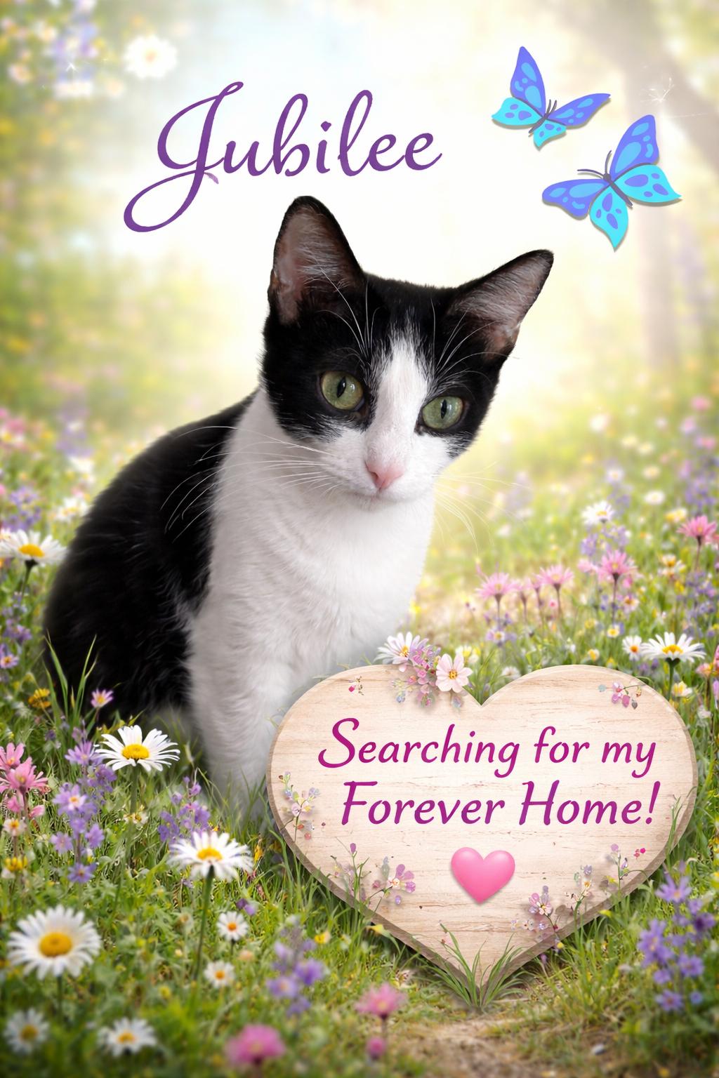 Enlarge Jubilee-Ready for Loving Forever Home, a Adoptable Domestic Short Hair in Laurel, MD image 1/5