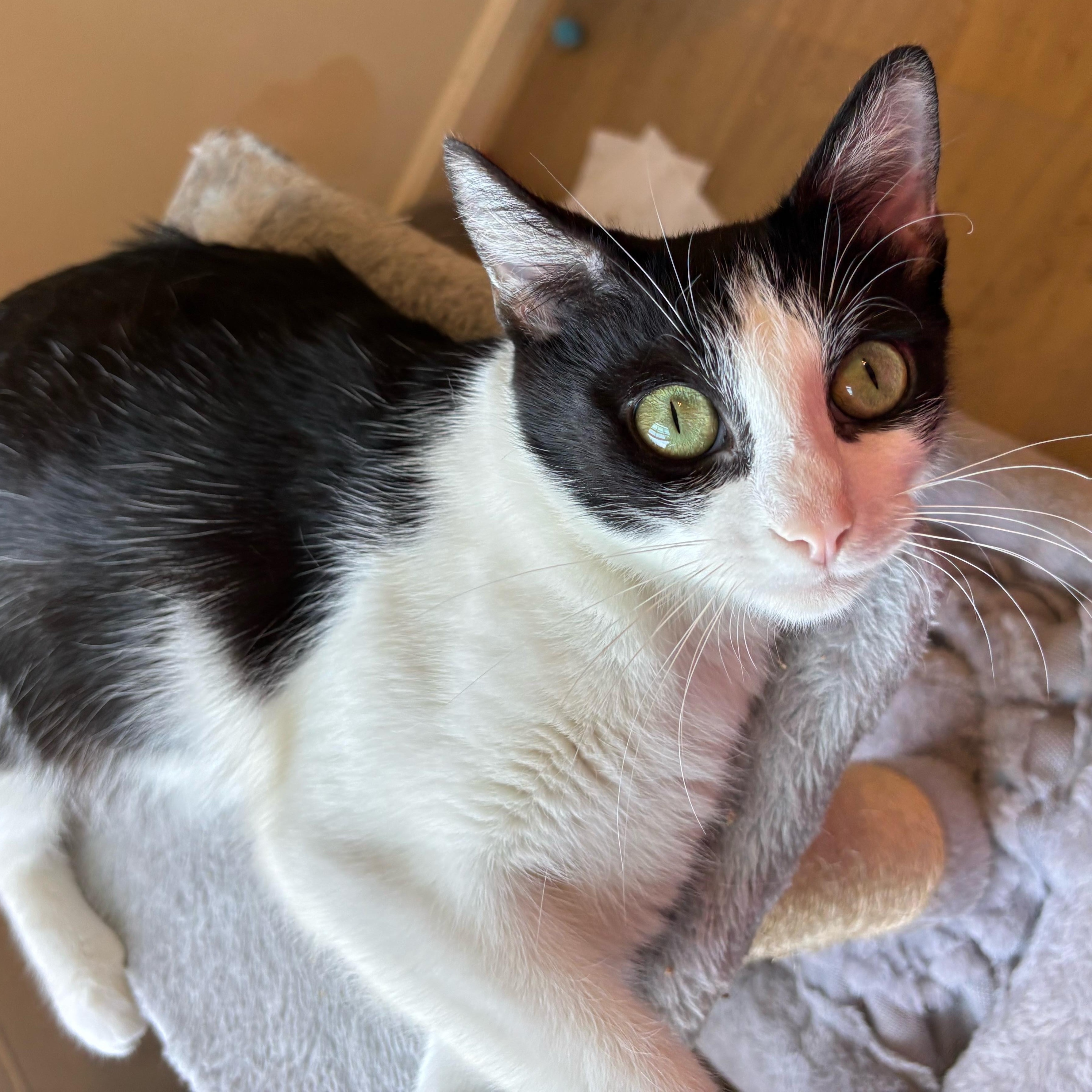 Jubilee-Ready for Loving Forever Home, a Adoptable Domestic Short Hair image 2/5