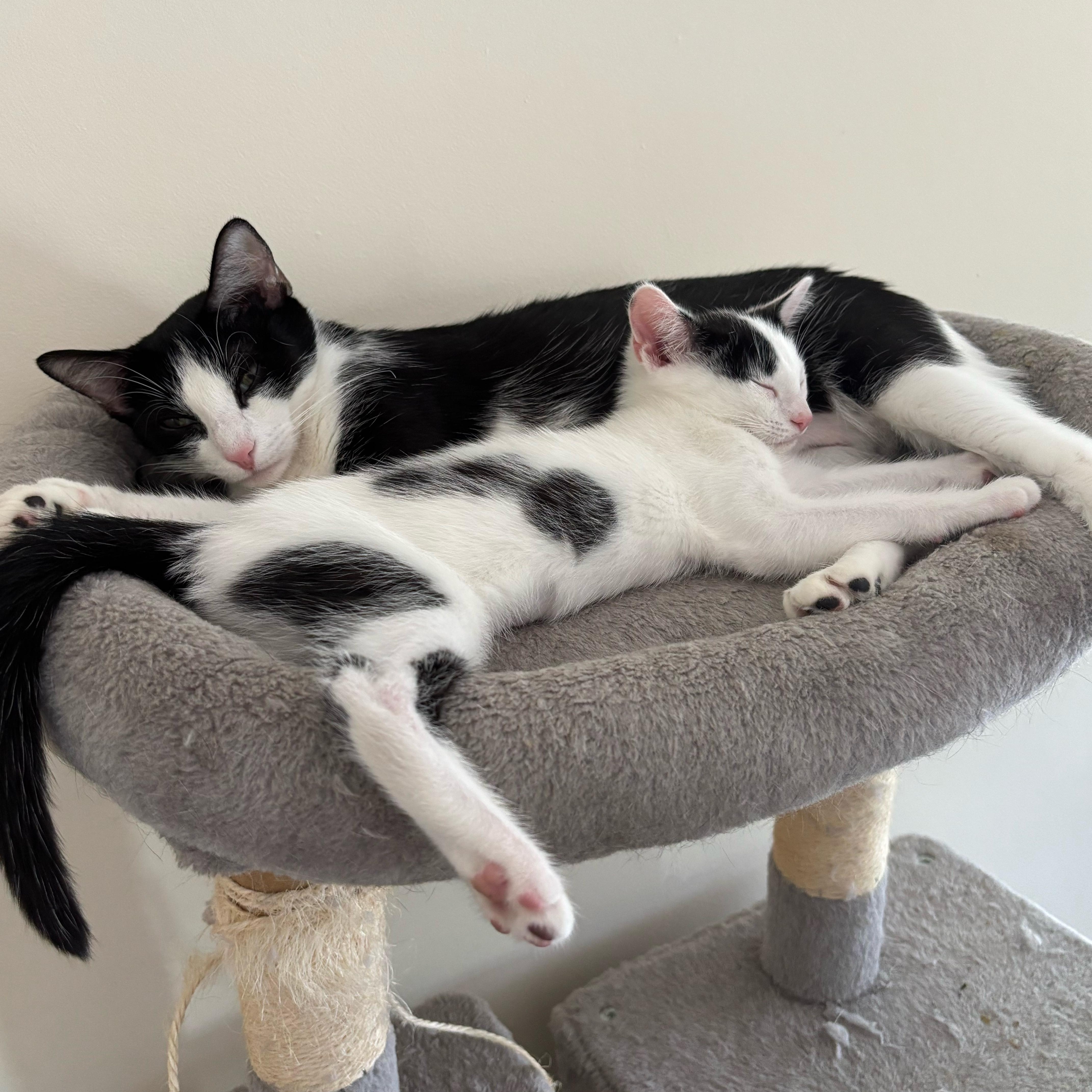 Jubilee-Ready for Loving Forever Home