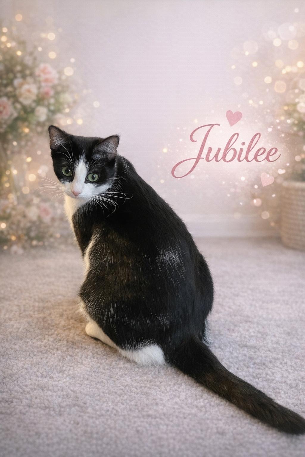 Enlarge Jubilee-Personality Plus!, a Adoptable mixed breed in Laurel, MD image 1/4