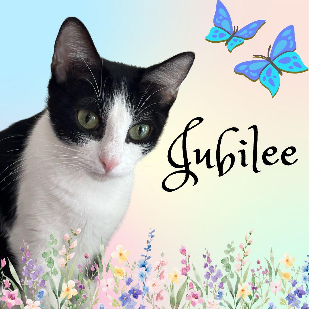Jubilee-Ready for Loving Forever Home, a Adoptable Domestic Short Hair image 1/5