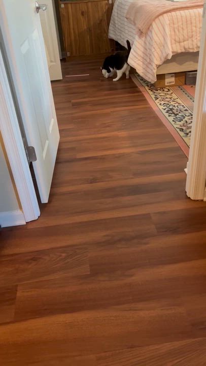 Enlarge Jubilee-Personality Plus!, a Adoptable mixed breed in Laurel, MD video 4/4