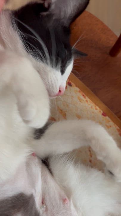 Enlarge Jubilee-Ready for Loving Forever Home, a Adoptable Domestic Short Hair video 3/5