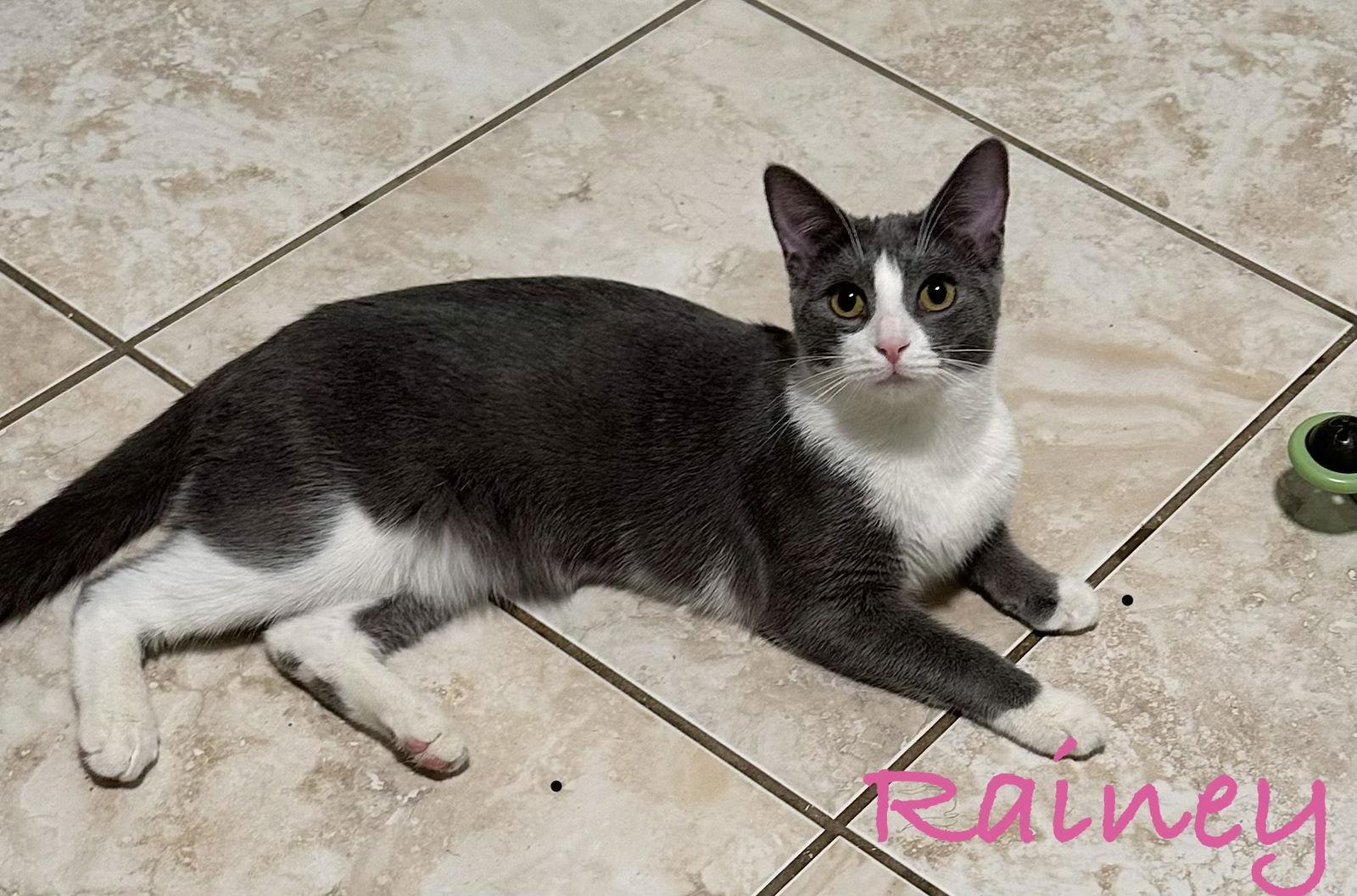 Enlarge Rainey, a Adoptable Domestic Short Hair in Longwood, FL image 1/3