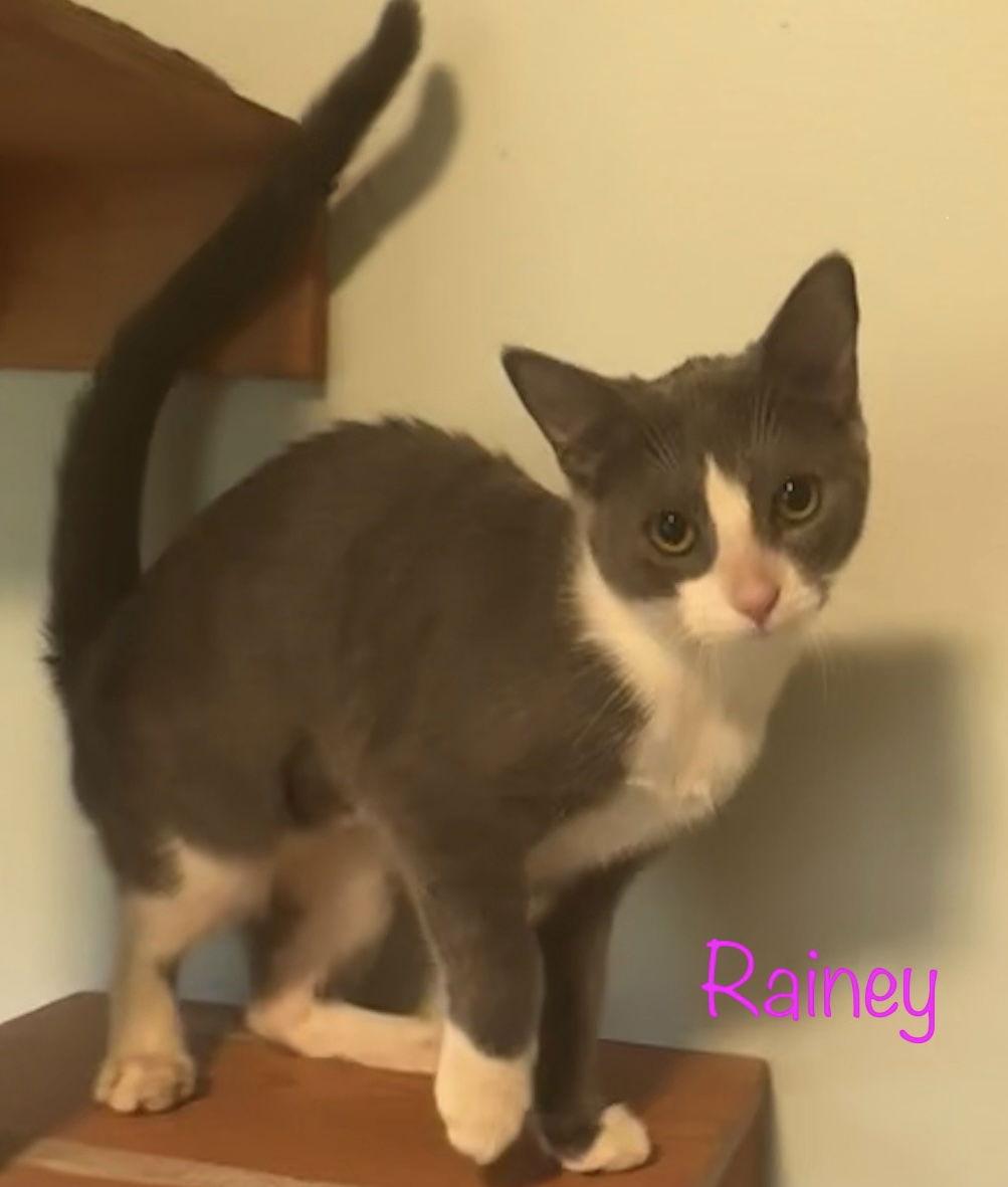 Enlarge Rainey, a Adoptable Domestic Short Hair in Longwood, FL image 2/3