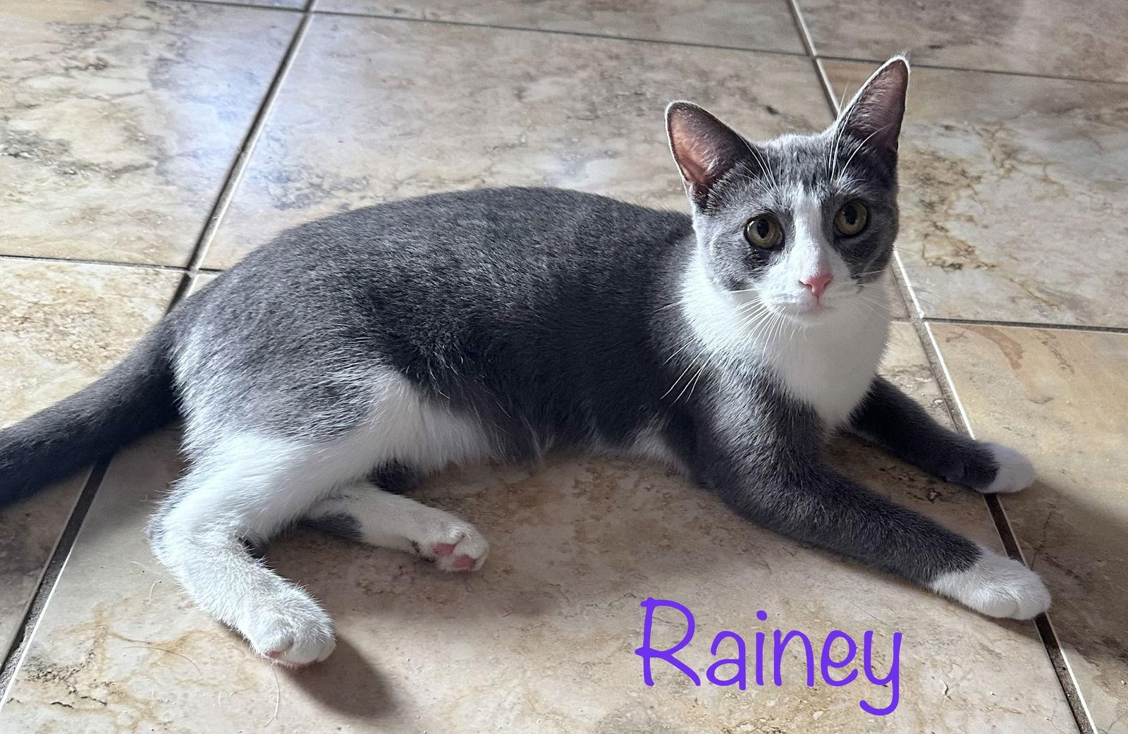 Enlarge Rainey, a Adoptable Domestic Short Hair in Longwood, FL image 3/3