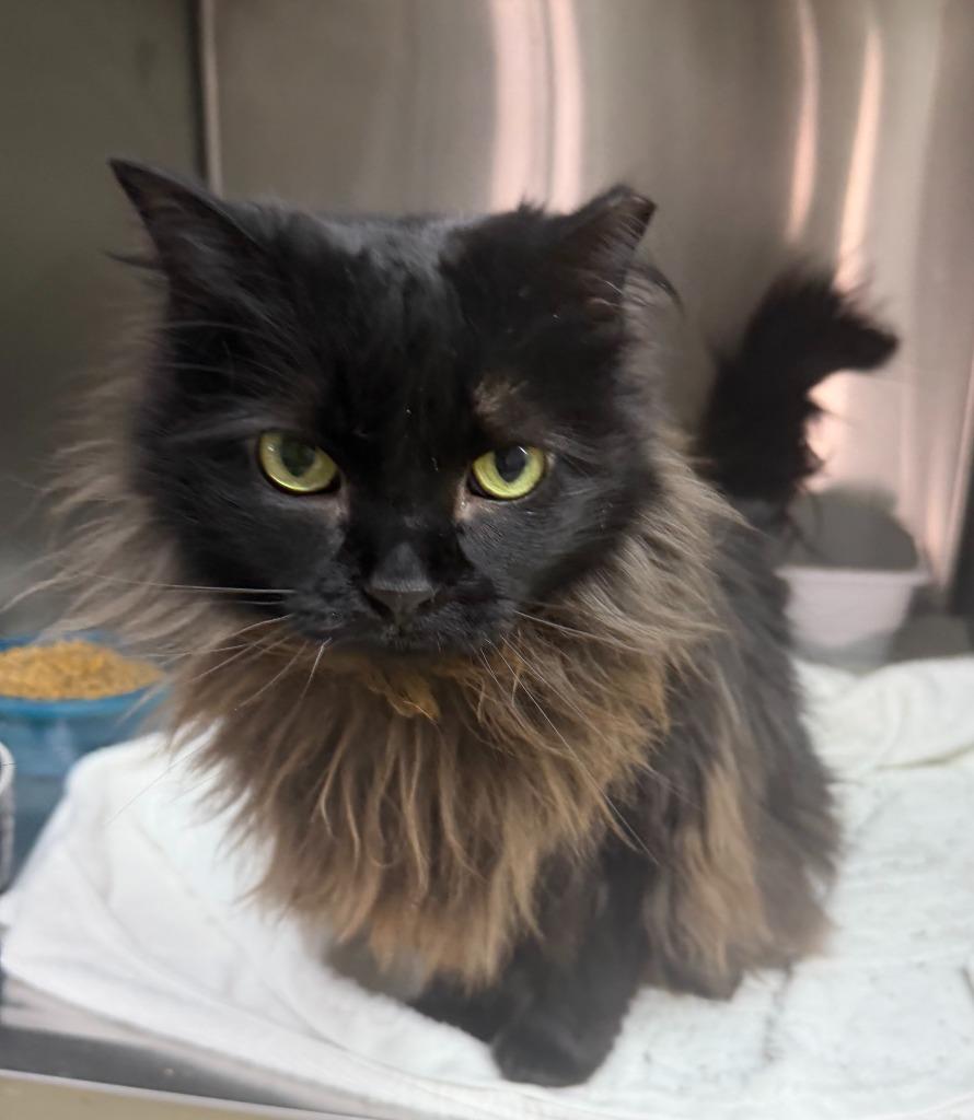 Monkey, Adoptable, Adult Female Domestic Long Hair.