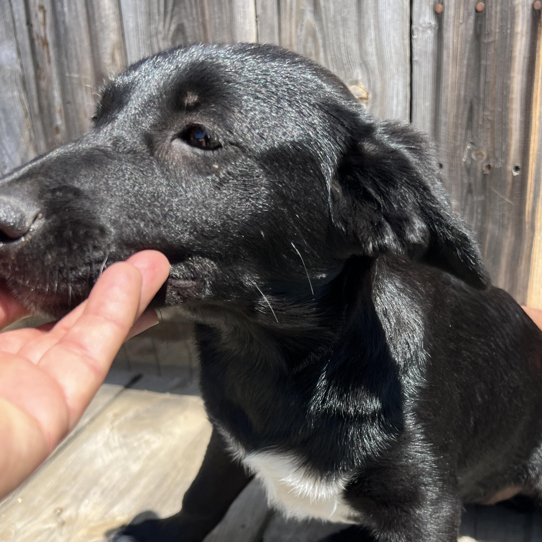 Enlarge Winnie Rae, a Adoptable mixed breed in Escondido, CA image 2/3