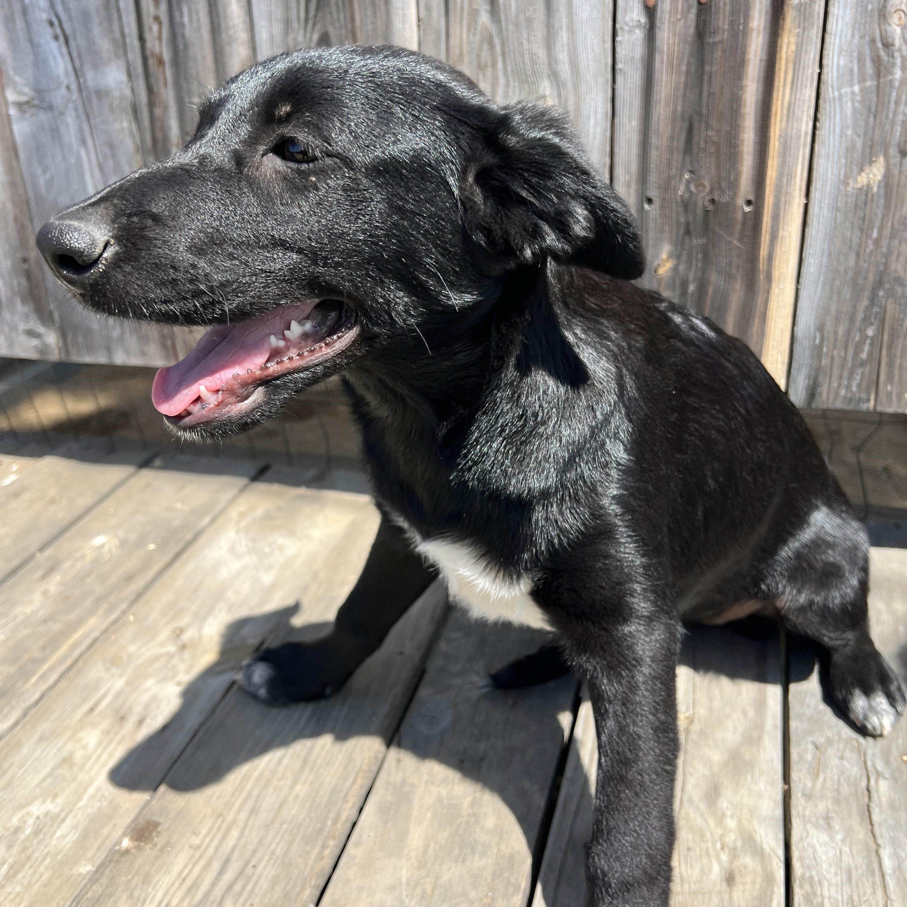 Enlarge Winnie Rae, a Adoptable mixed breed in Escondido, CA image 3/3