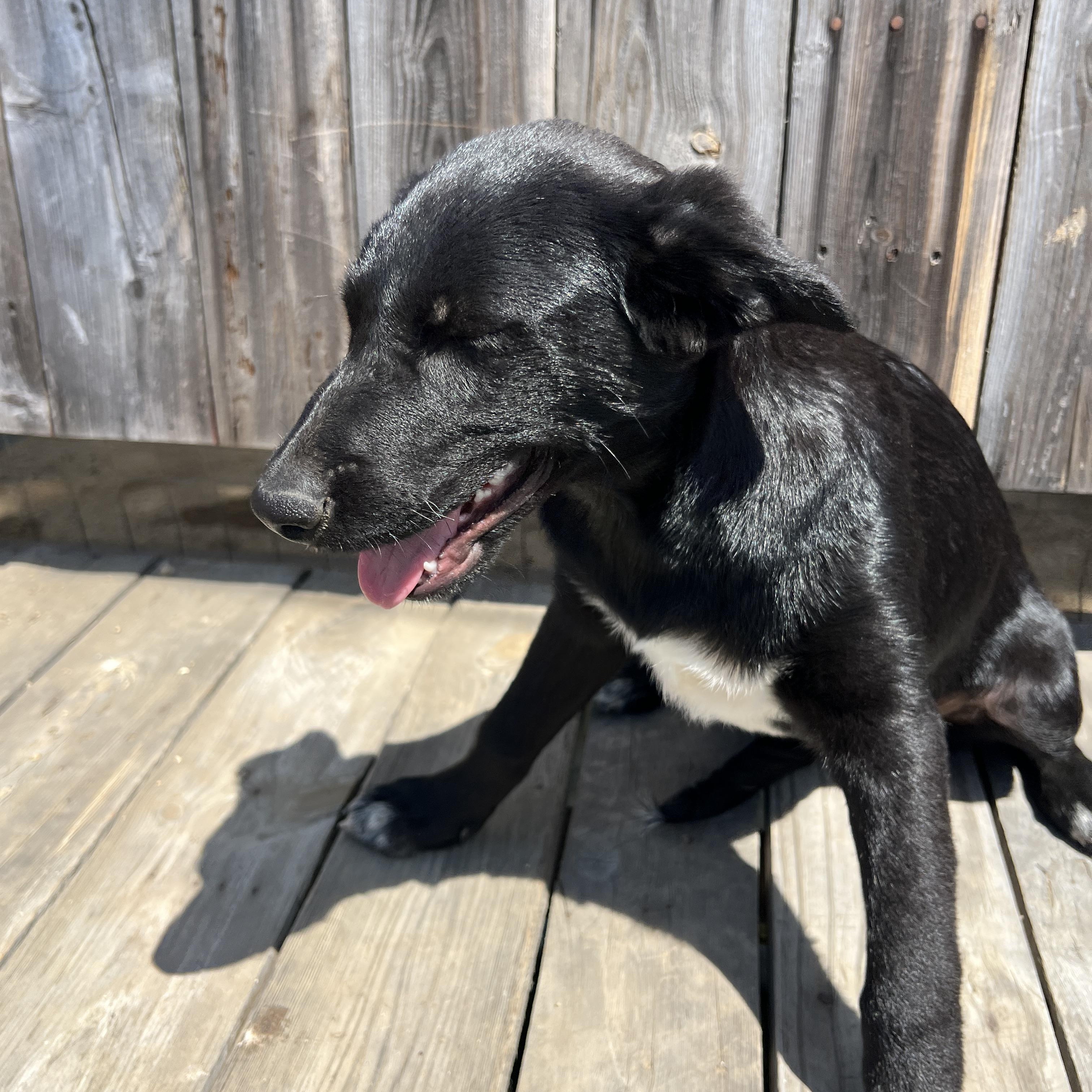 Winnie Rae, Adoptable, Puppy Female Labrador Retriever & Border Collie.
