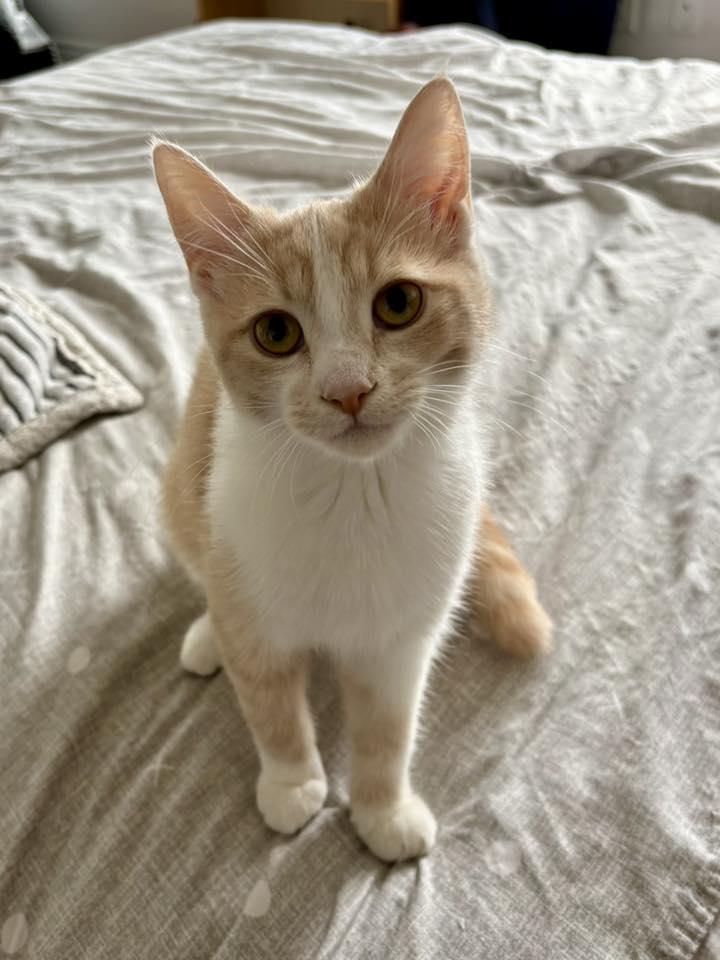 Enlarge Chai, a Adoptable Domestic Short Hair in Orleans, ON image 1/3