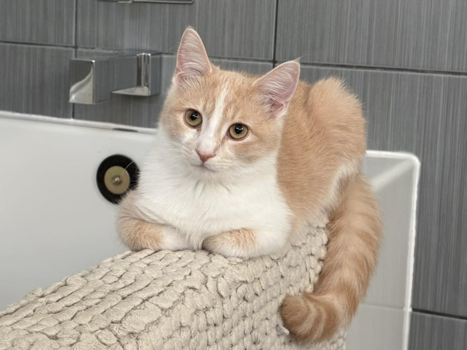 Enlarge Chai, a Adoptable Domestic Short Hair in Orleans, ON image 2/3