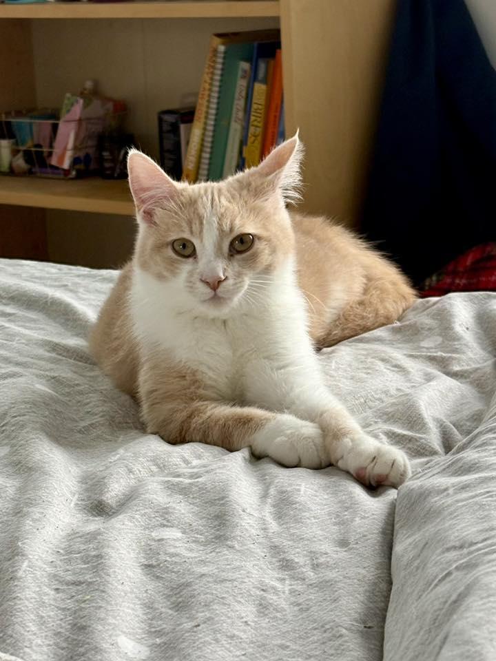 Enlarge Chai, a Adoptable Domestic Short Hair in Orleans, ON image 3/3