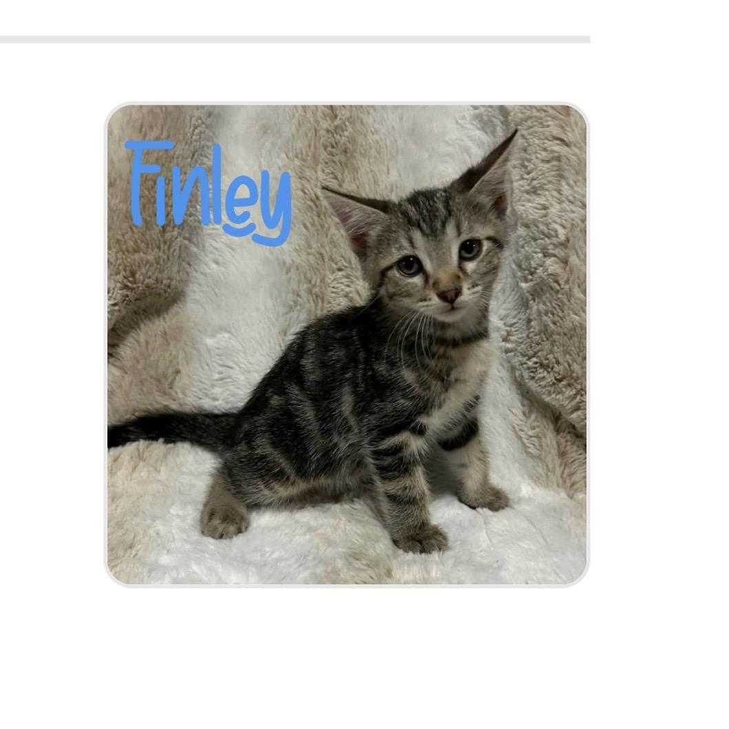 Enlarge Finley, a Adoptable mixed breed in White Lake, MI image 2/4