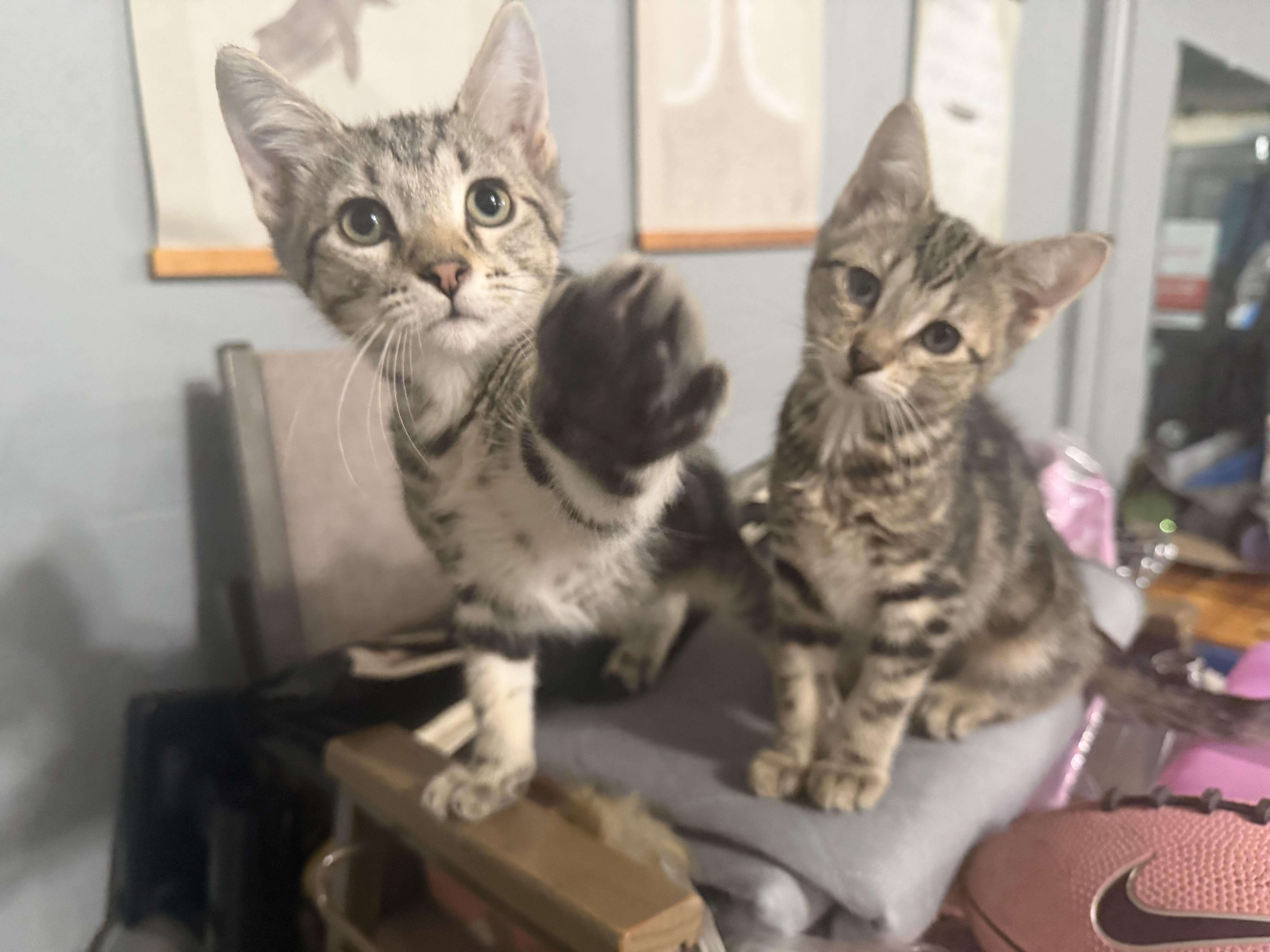 Finley, Adoptable, Kitten Male Domestic Short Hair.