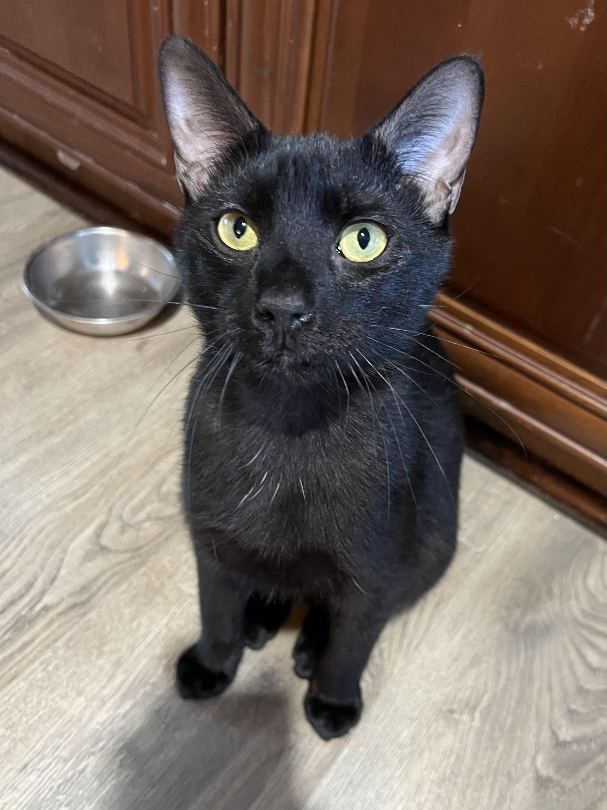 Enlarge Taylor (Mr. Personality!), a Adoptable mixed breed in Tucker, GA image 5/6