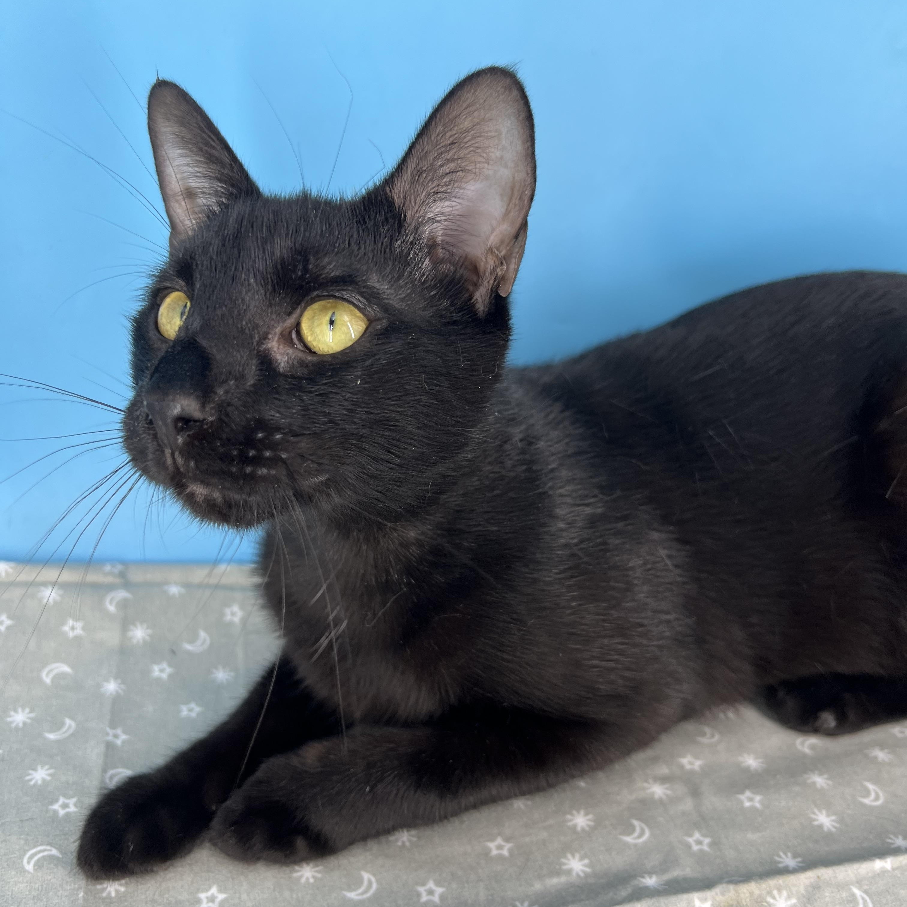 Enlarge Taylor (Mr. Personality!), a Adoptable mixed breed in Tucker, GA image 3/6