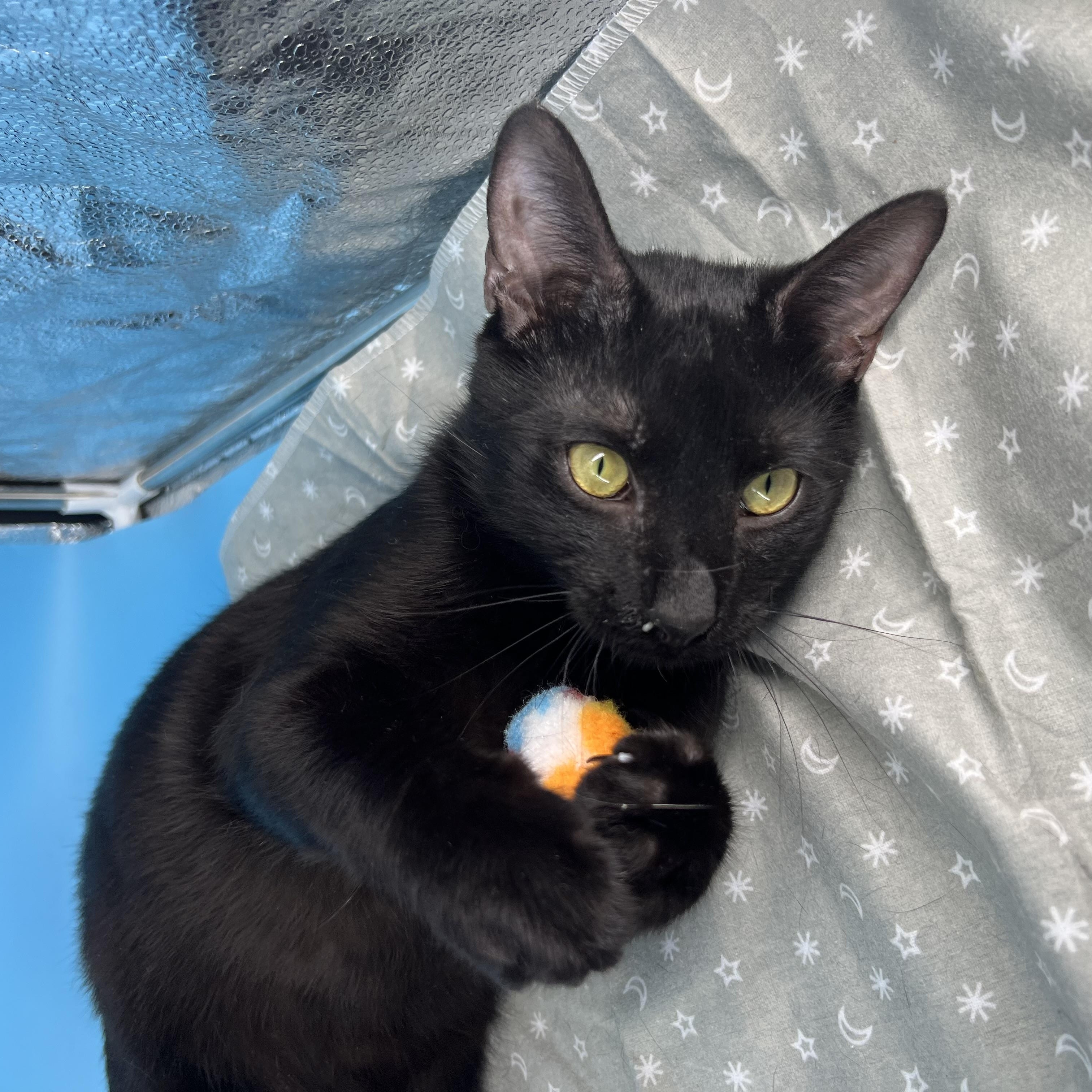 Enlarge Taylor (Mr. Personality!), a Adoptable mixed breed in Tucker, GA image 4/6